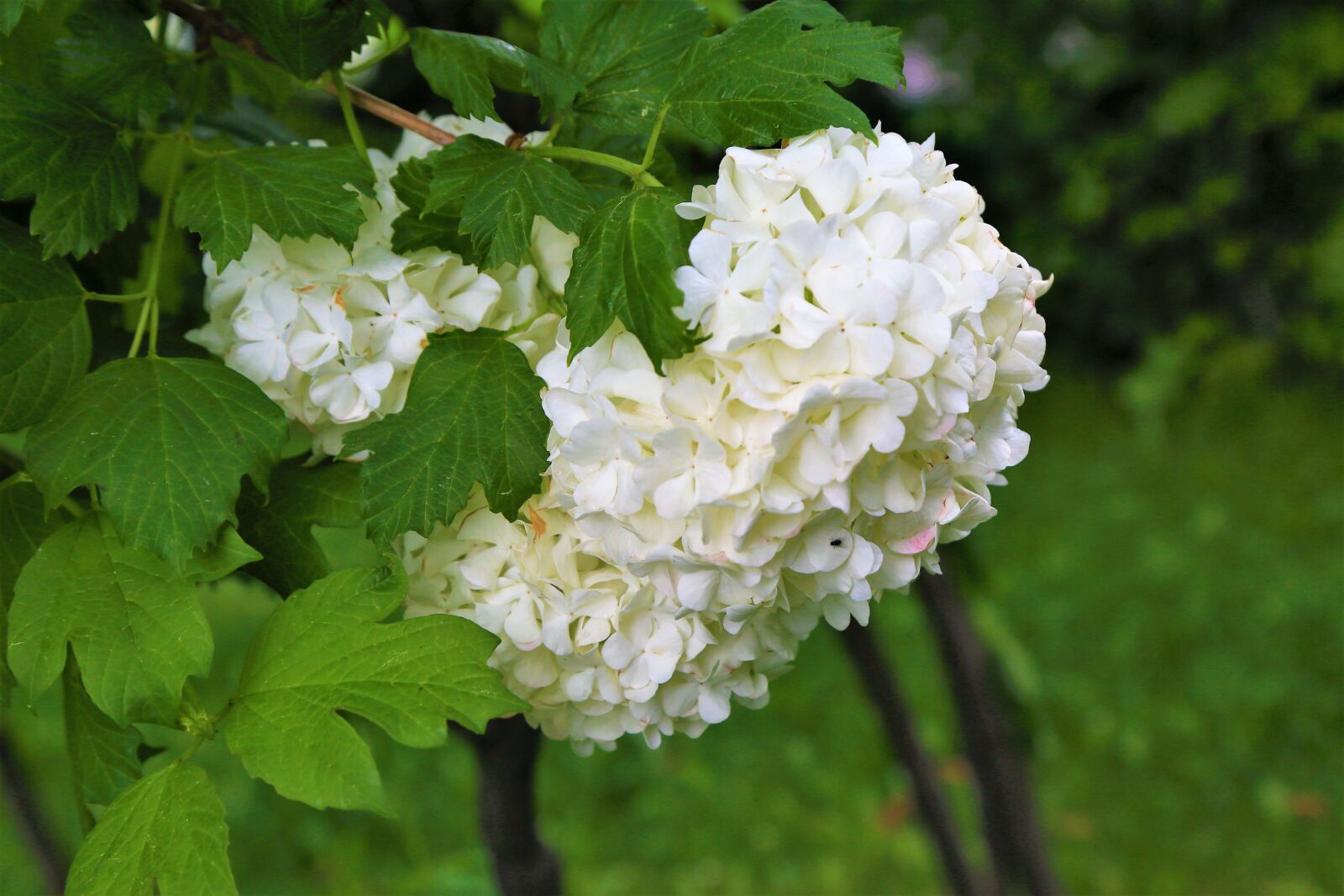 Canon EF 24-105mm F4L IS USM sample photo. Hydrangea, white hydrangea, flowers photography