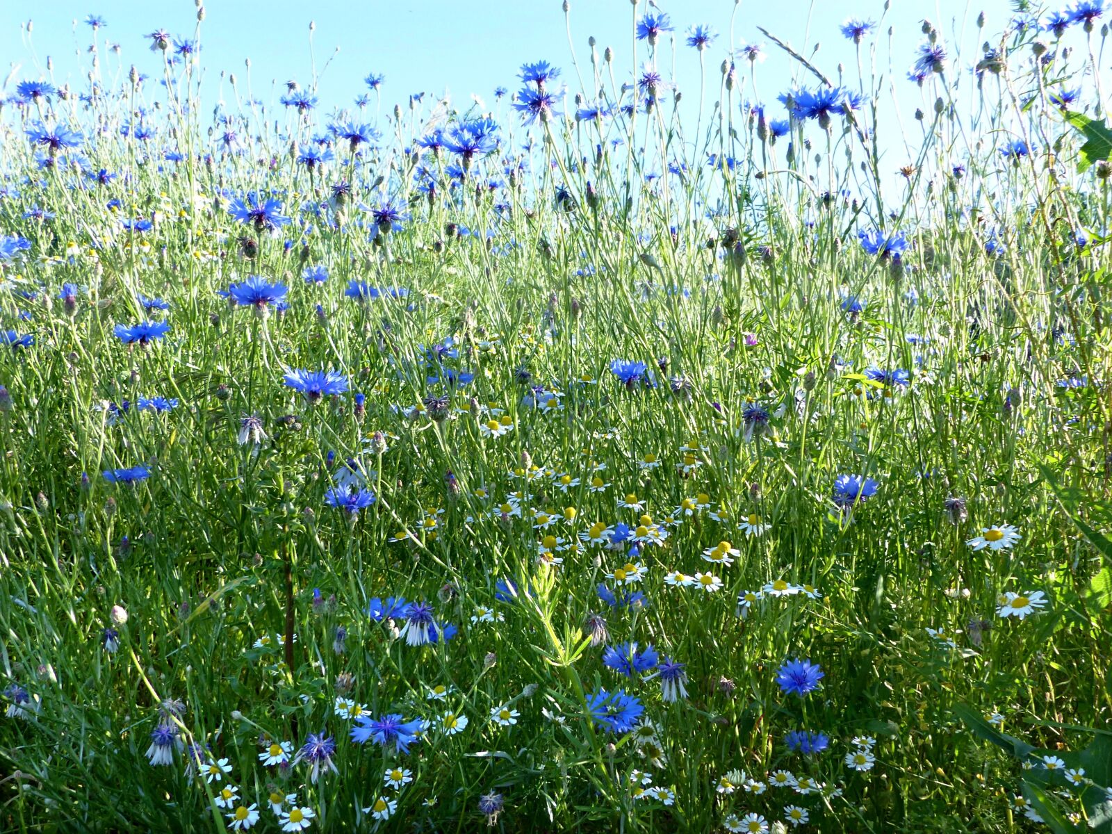 Panasonic Lumix DMC-FZ200 sample photo. Plant, cornflowers, centaurea cyanus photography