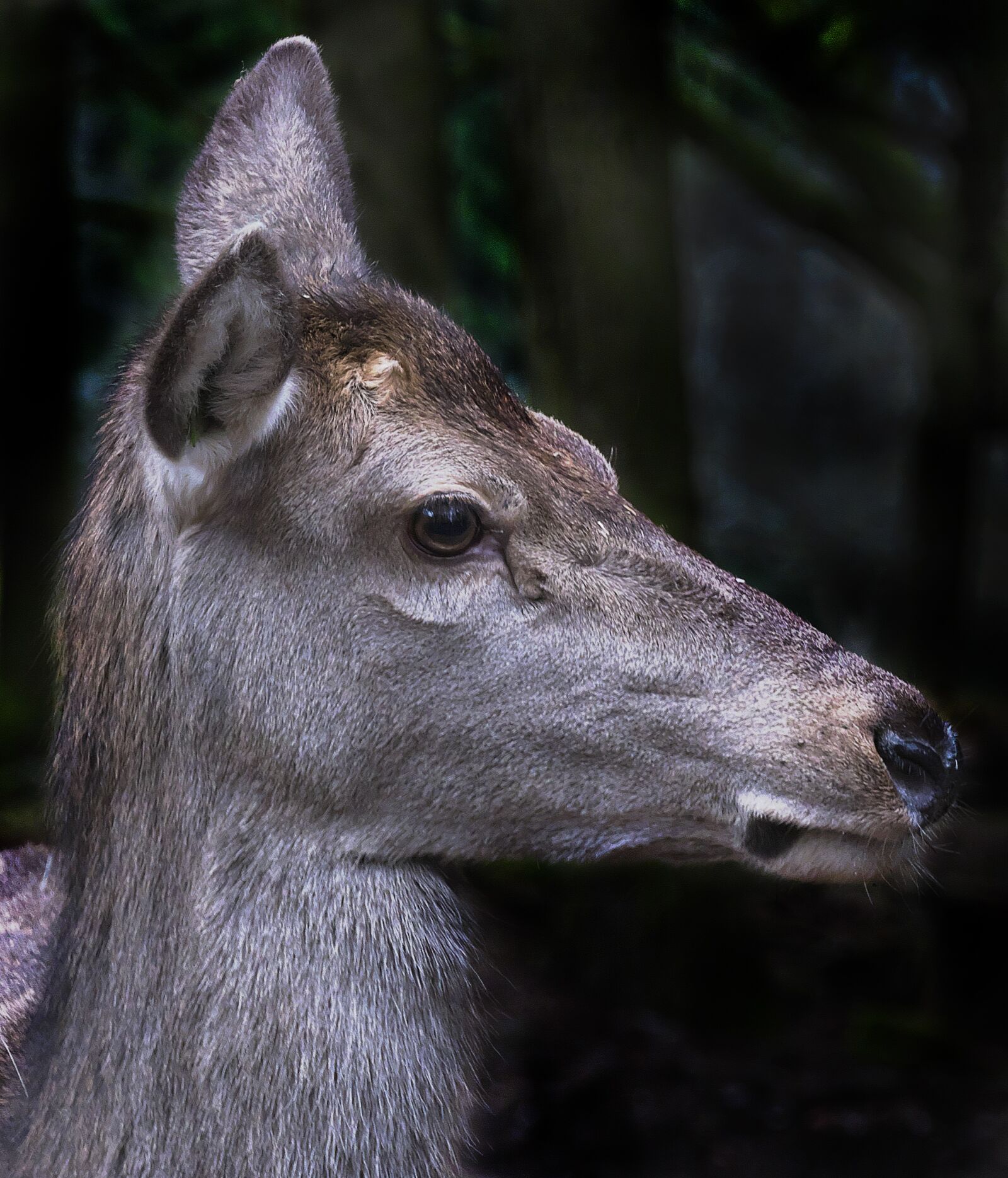 Panasonic Lumix DMC-FZ1000 sample photo. Red deer, doe, portrait photography