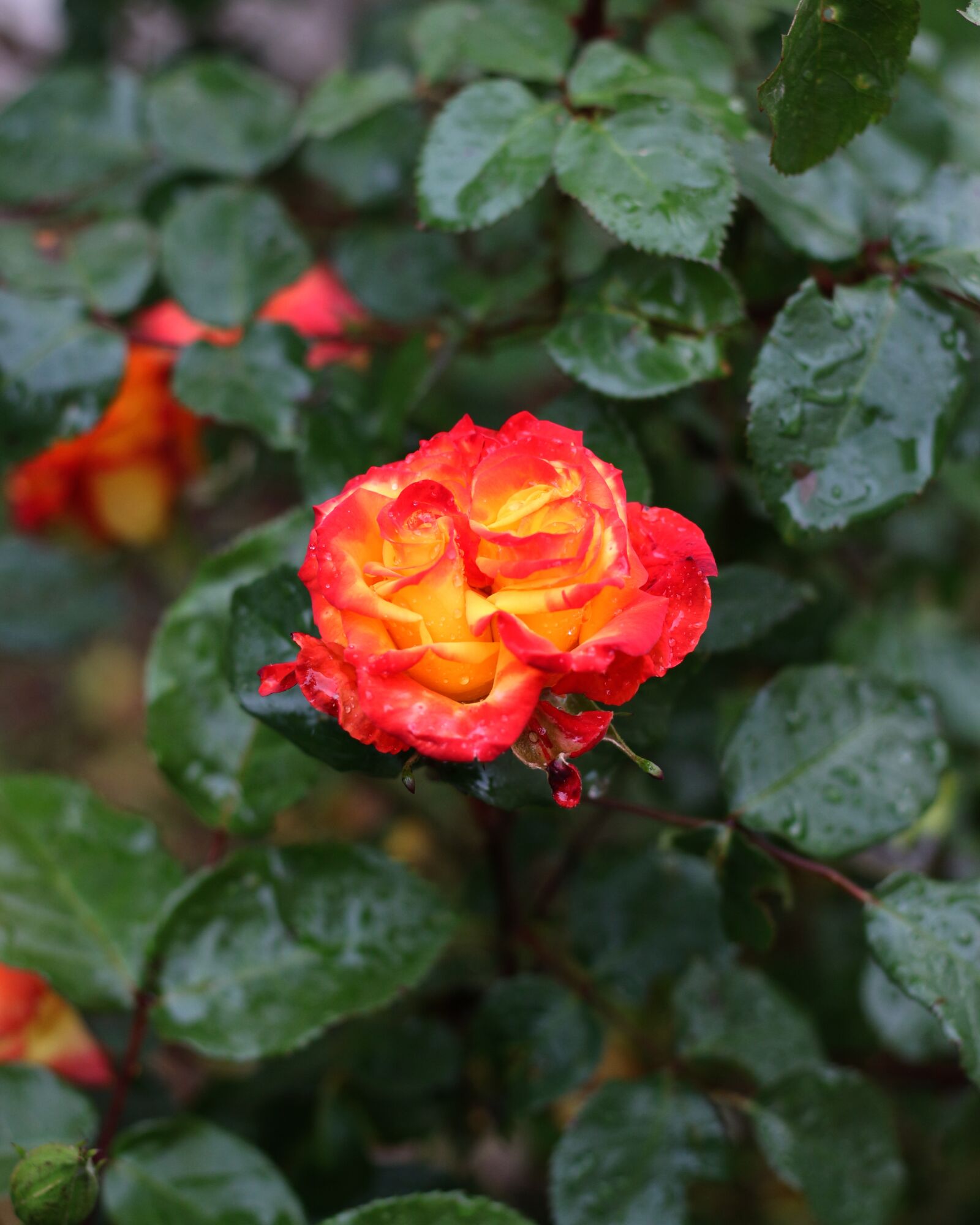 Canon EOS 700D (EOS Rebel T5i / EOS Kiss X7i) sample photo. Rose, bright colors, orange photography