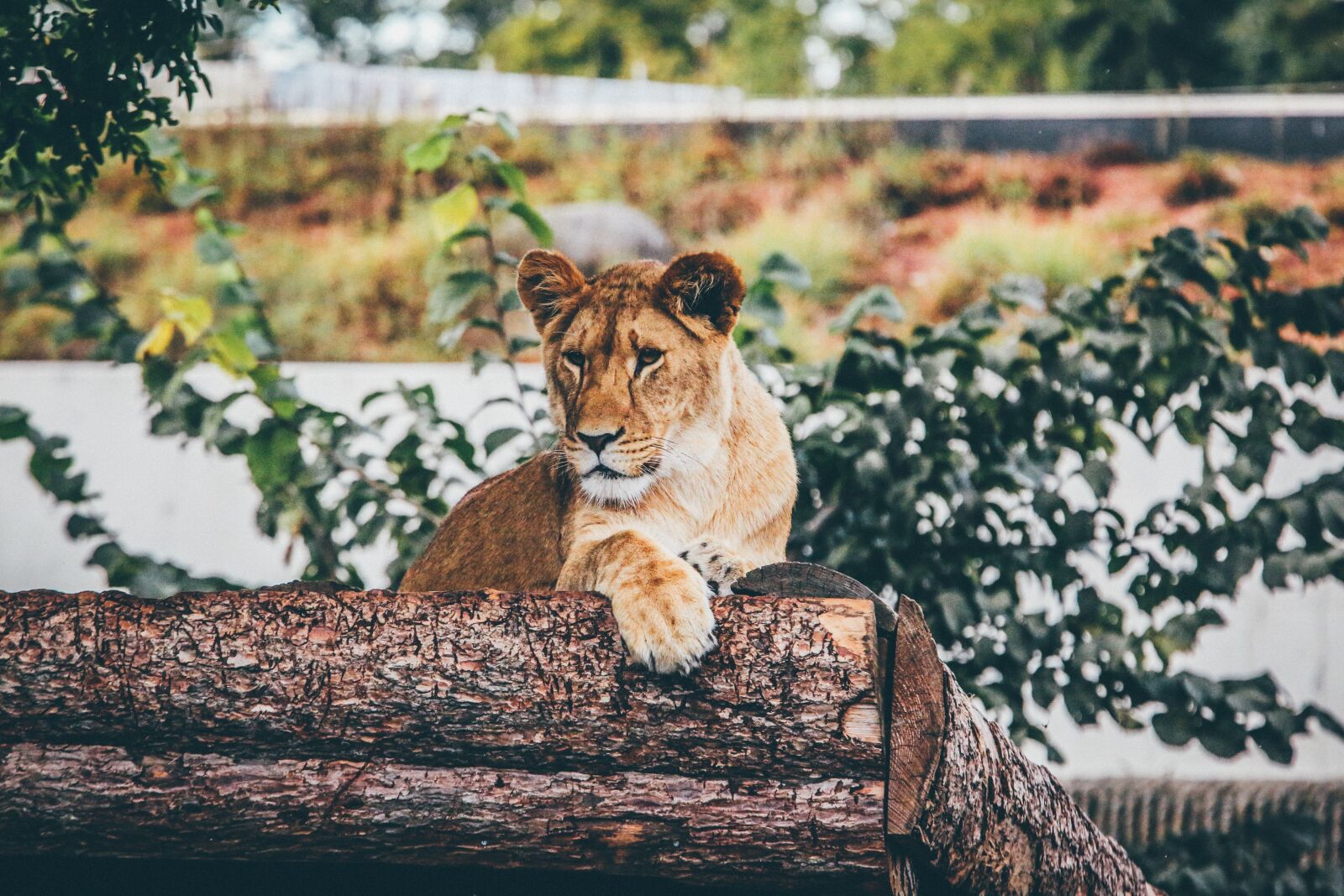 Canon EF 70-200mm F2.8L IS II USM sample photo. Animal, big cat, lion photography