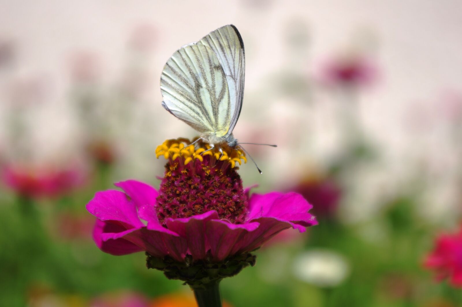Pentax K-3 sample photo. Butterfly, blossom, bloom photography