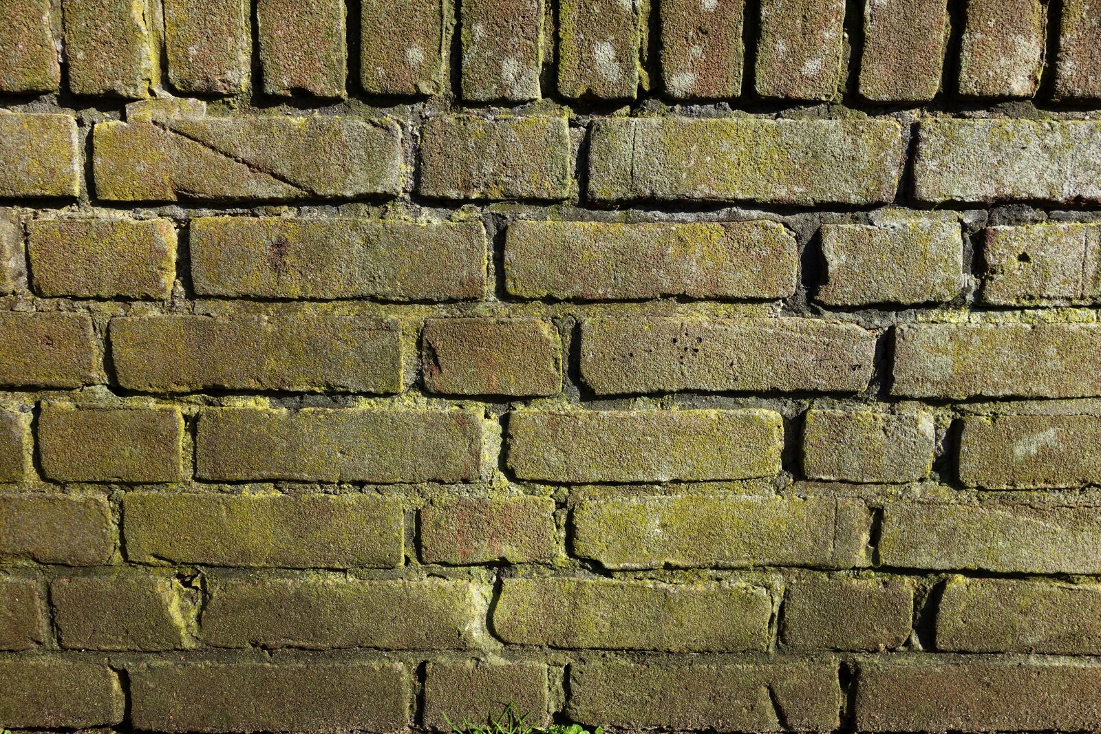 Sony Cyber-shot DSC-RX100 sample photo. Brick wall, mold, moldy photography