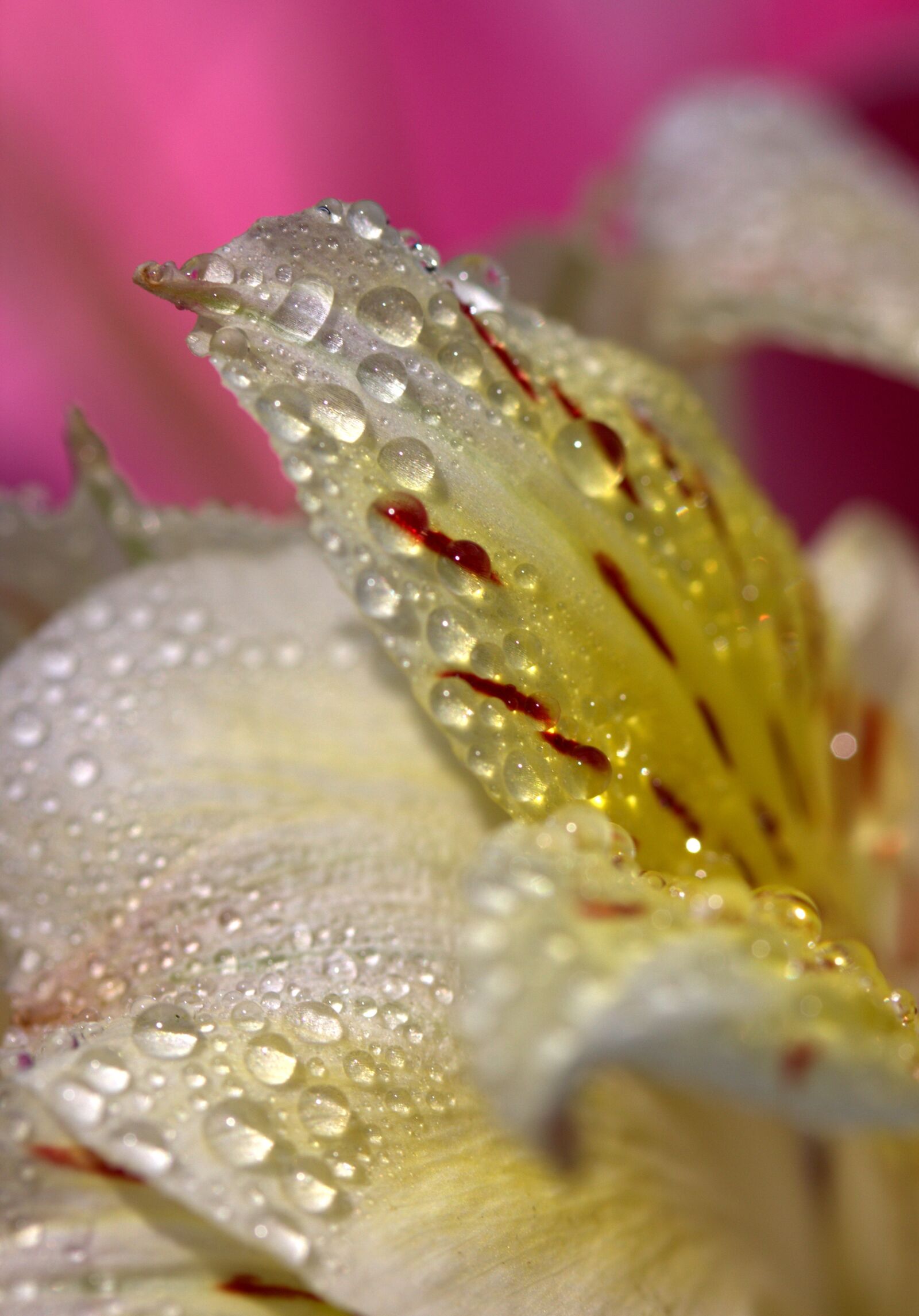 Canon EOS 700D (EOS Rebel T5i / EOS Kiss X7i) sample photo. Petals, wet, yellow photography