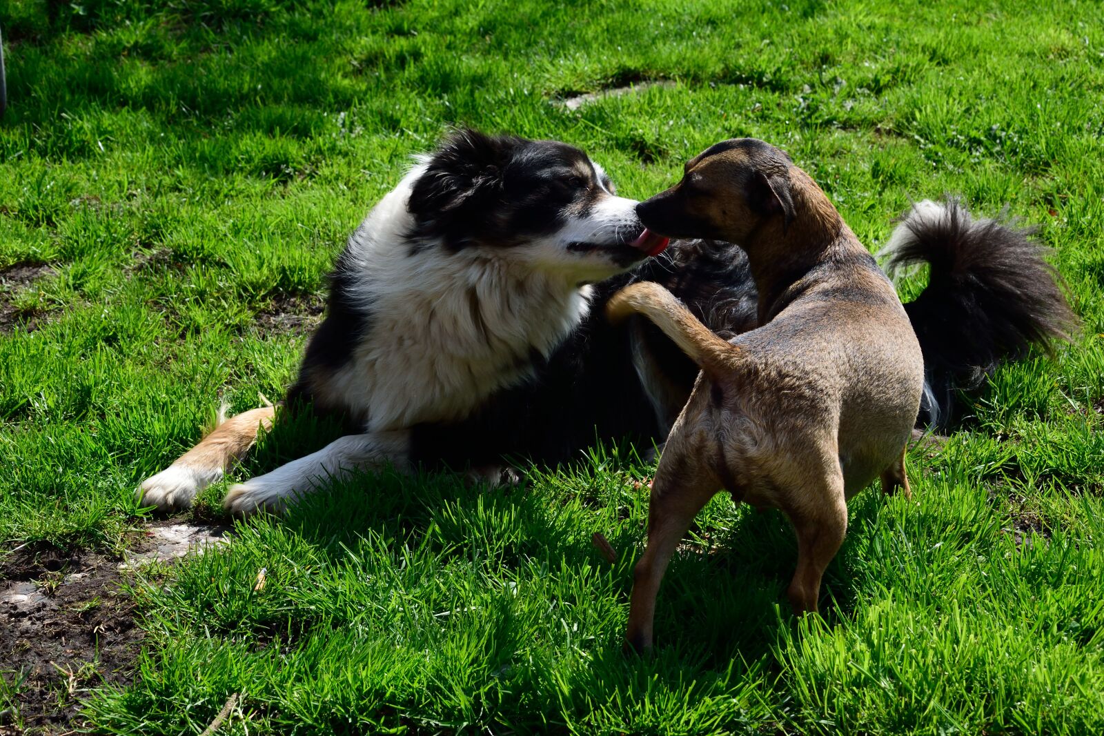 Nikon D3300 sample photo. Dog, meadow, animal photography
