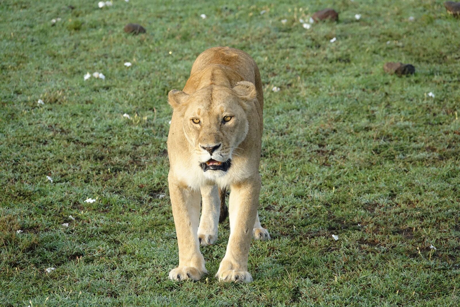 Sony Cyber-shot DSC-RX10 III sample photo. Mammal, wildlife, lion photography