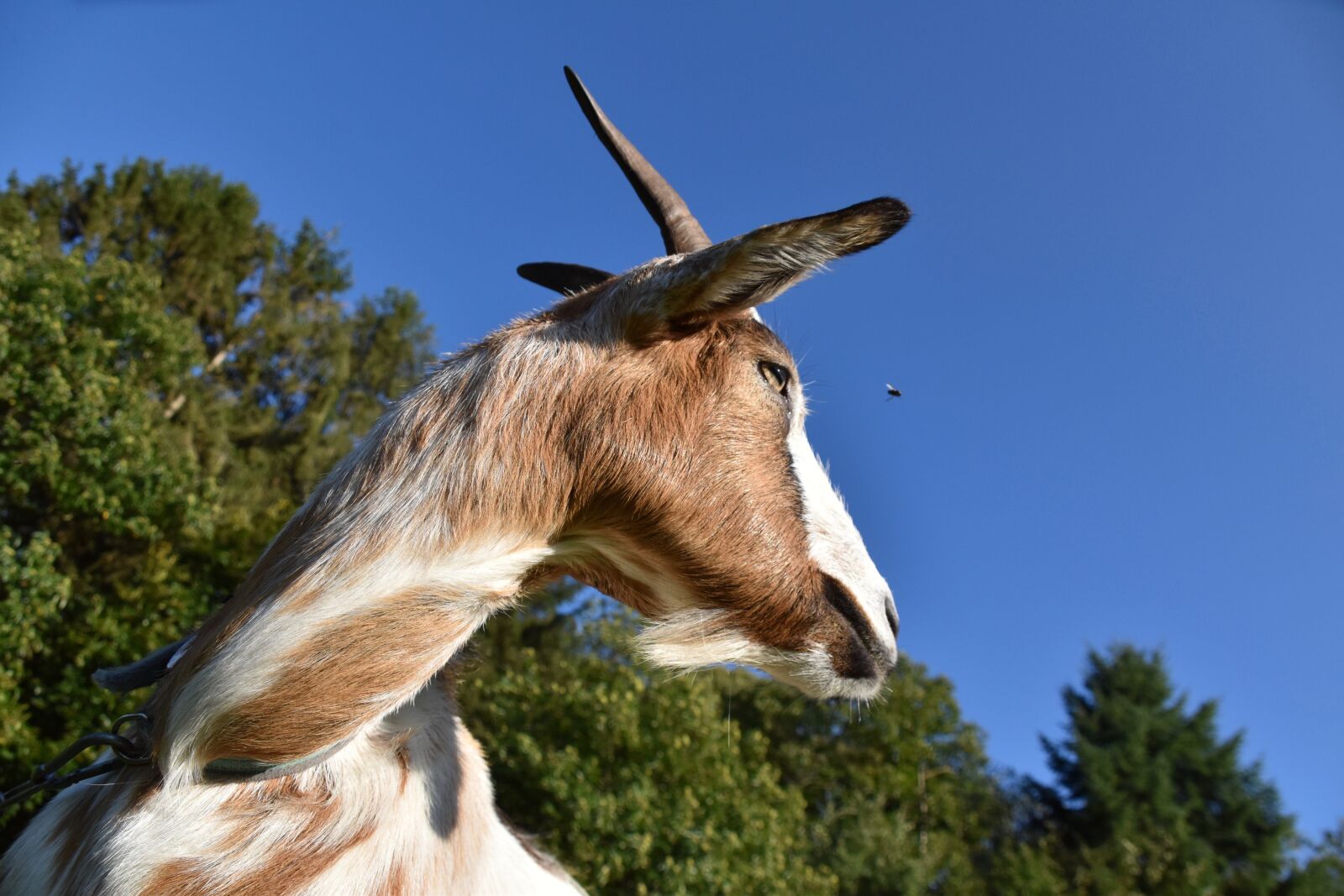 Nikon D5600 sample photo. Goat, ruminant, animal photography