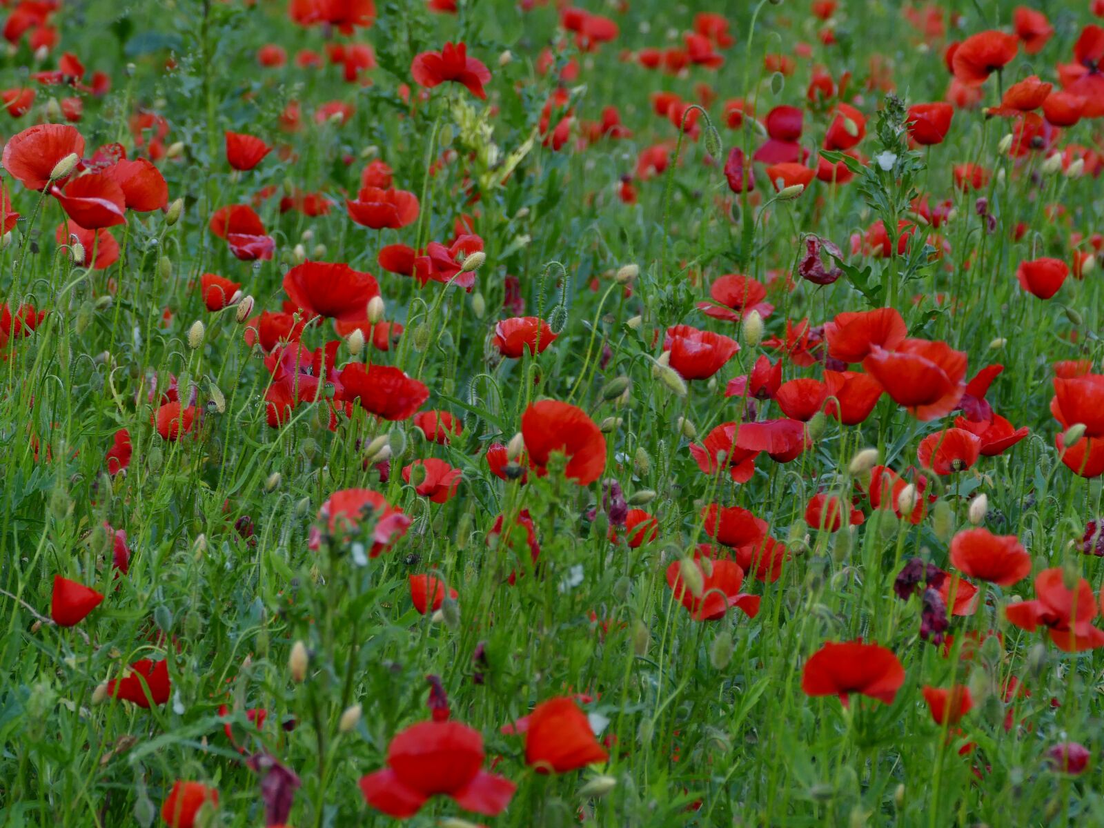 Panasonic Lumix DMC-FZ1000 sample photo. Poppy, divý, meadow photography