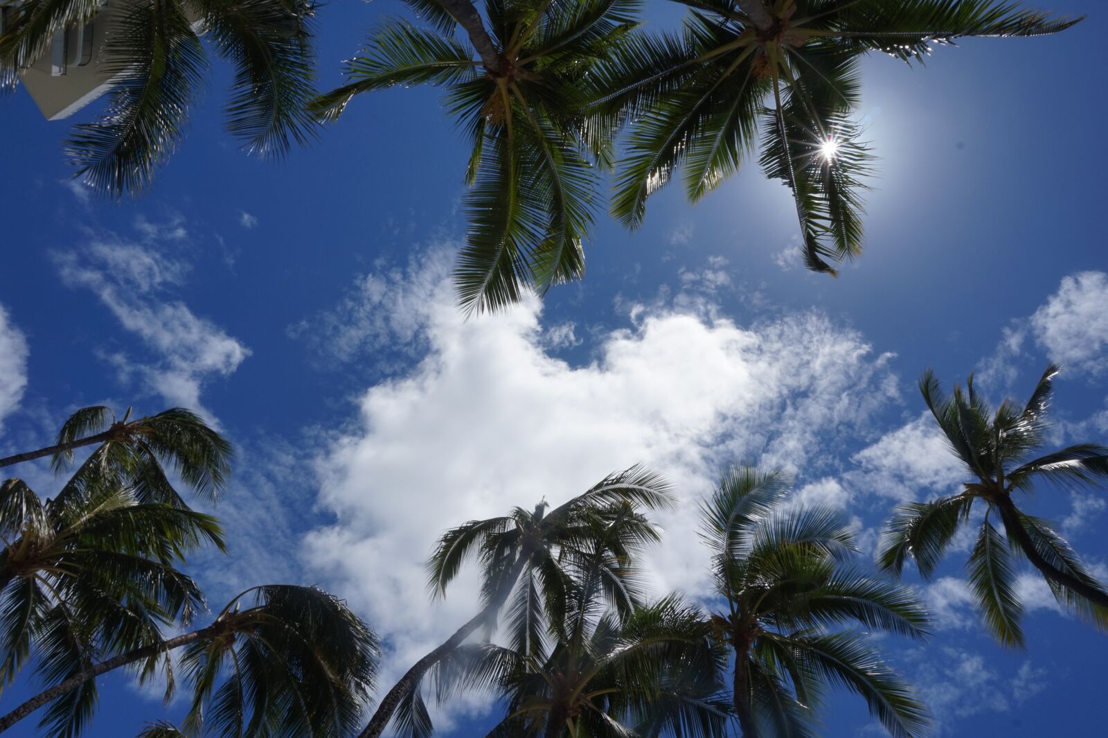 Sony Alpha a5000 (ILCE 5000) sample photo. Palm, trees, sky photography