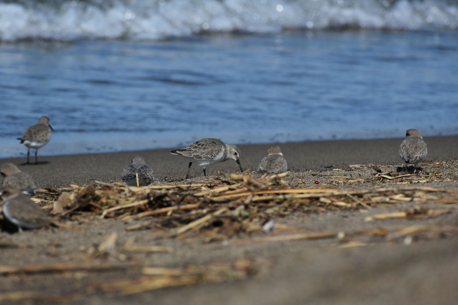 Nikon D7200 sample photo. Animal, sea, beach photography