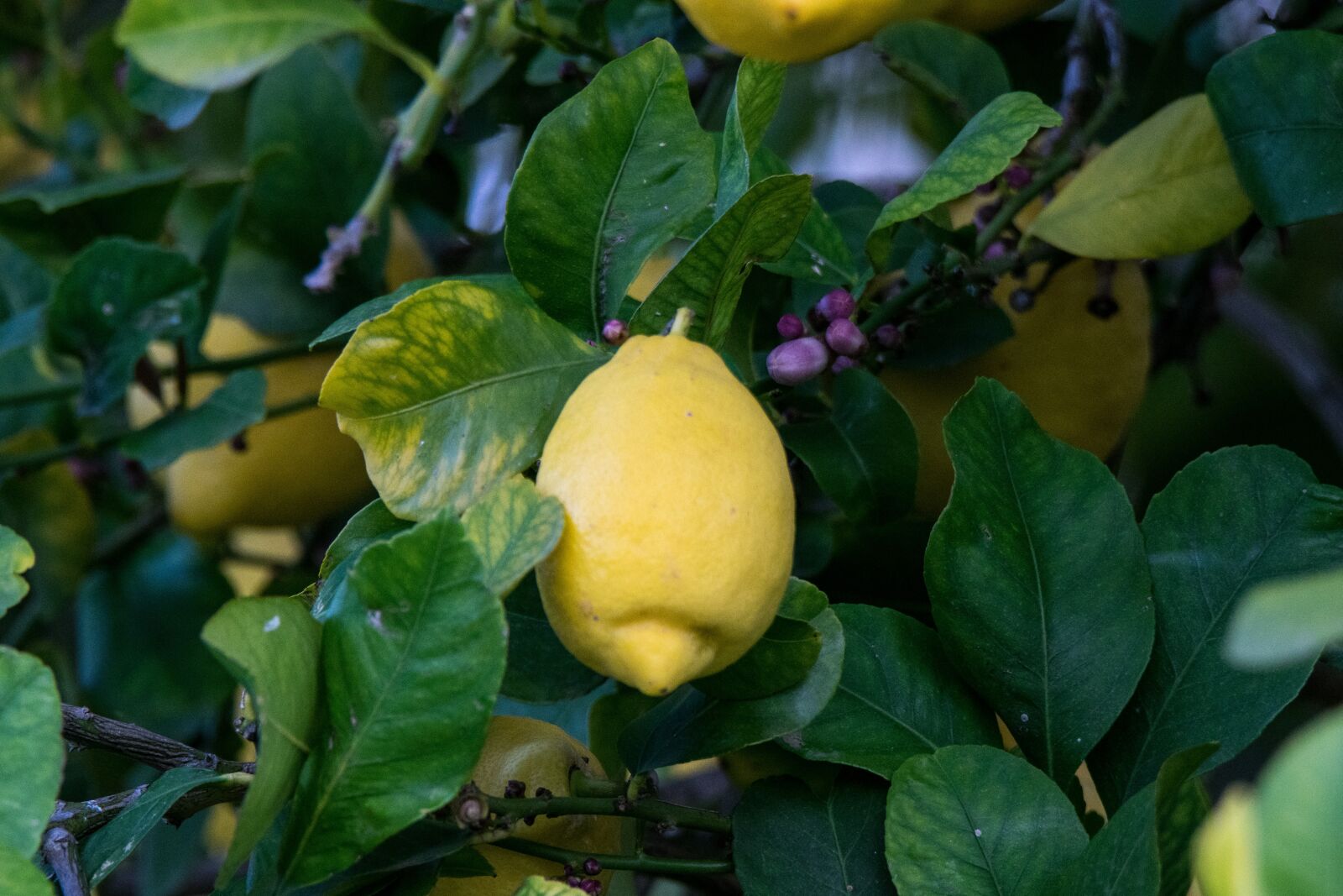 Nikon D5300 sample photo. Fruit, food, leaf photography