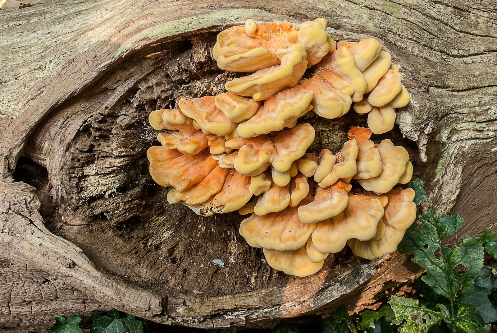 Nikon D3000 sample photo. Nature, fungi, mushrooms photography