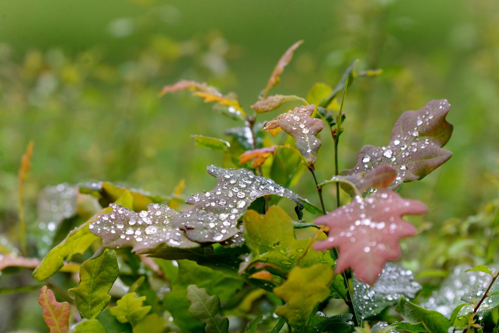 Nikon D600 sample photo. Autumn leaves, raindrops, autumn photography