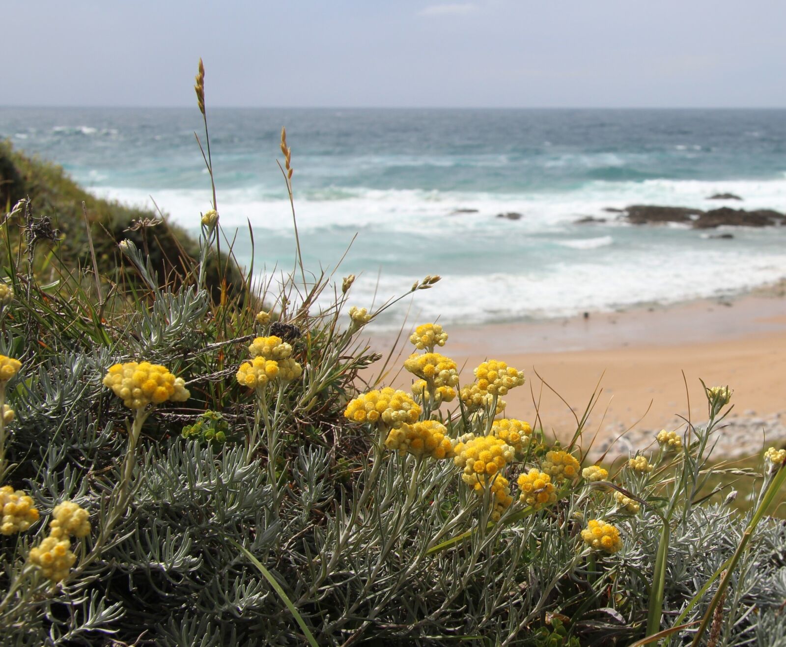 Canon EF-S 17-85mm F4-5.6 IS USM sample photo. Beach flowers, beach, sand photography