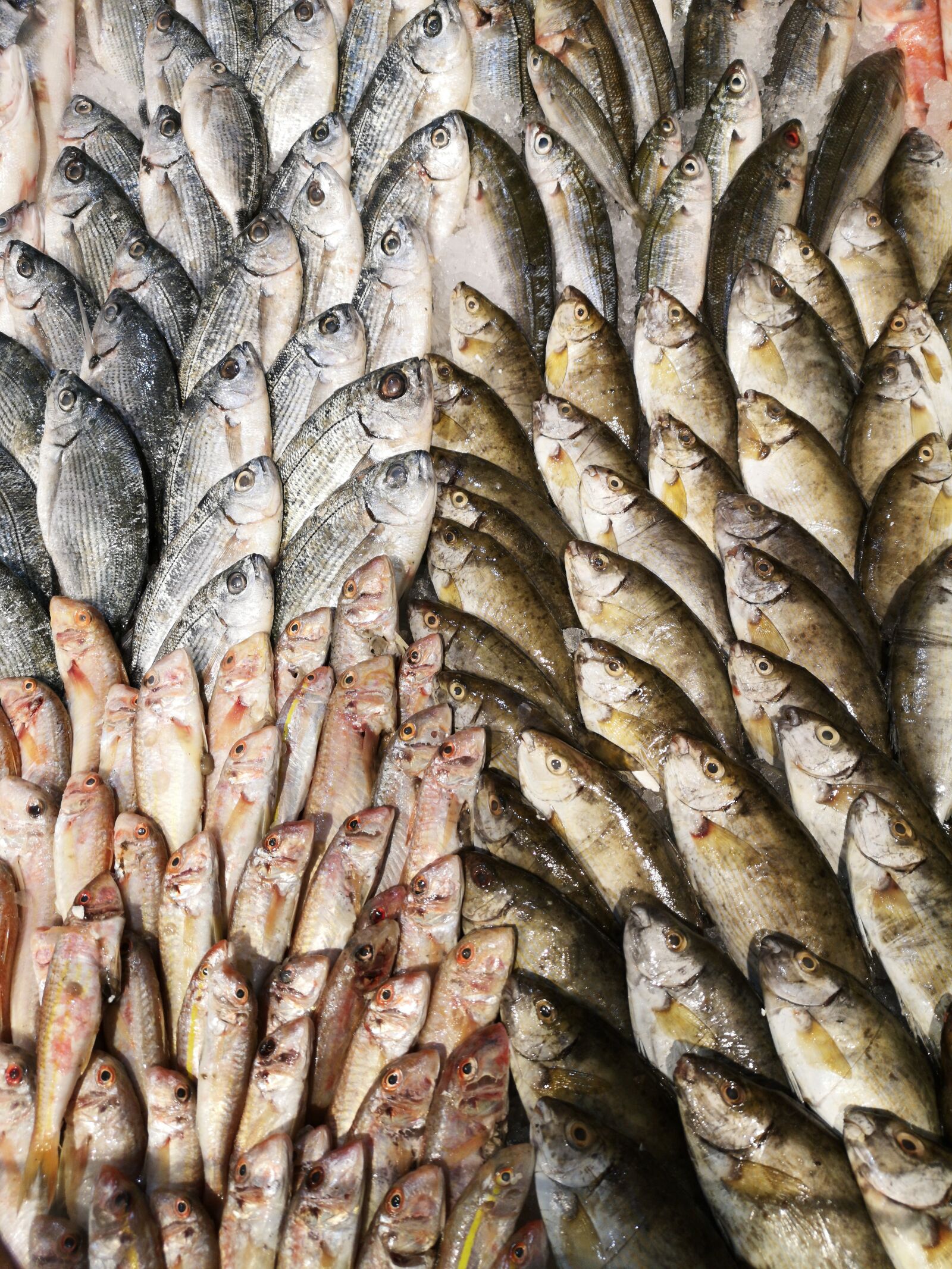 HUAWEI CLT-L09 sample photo. Fish, fishing, food photography