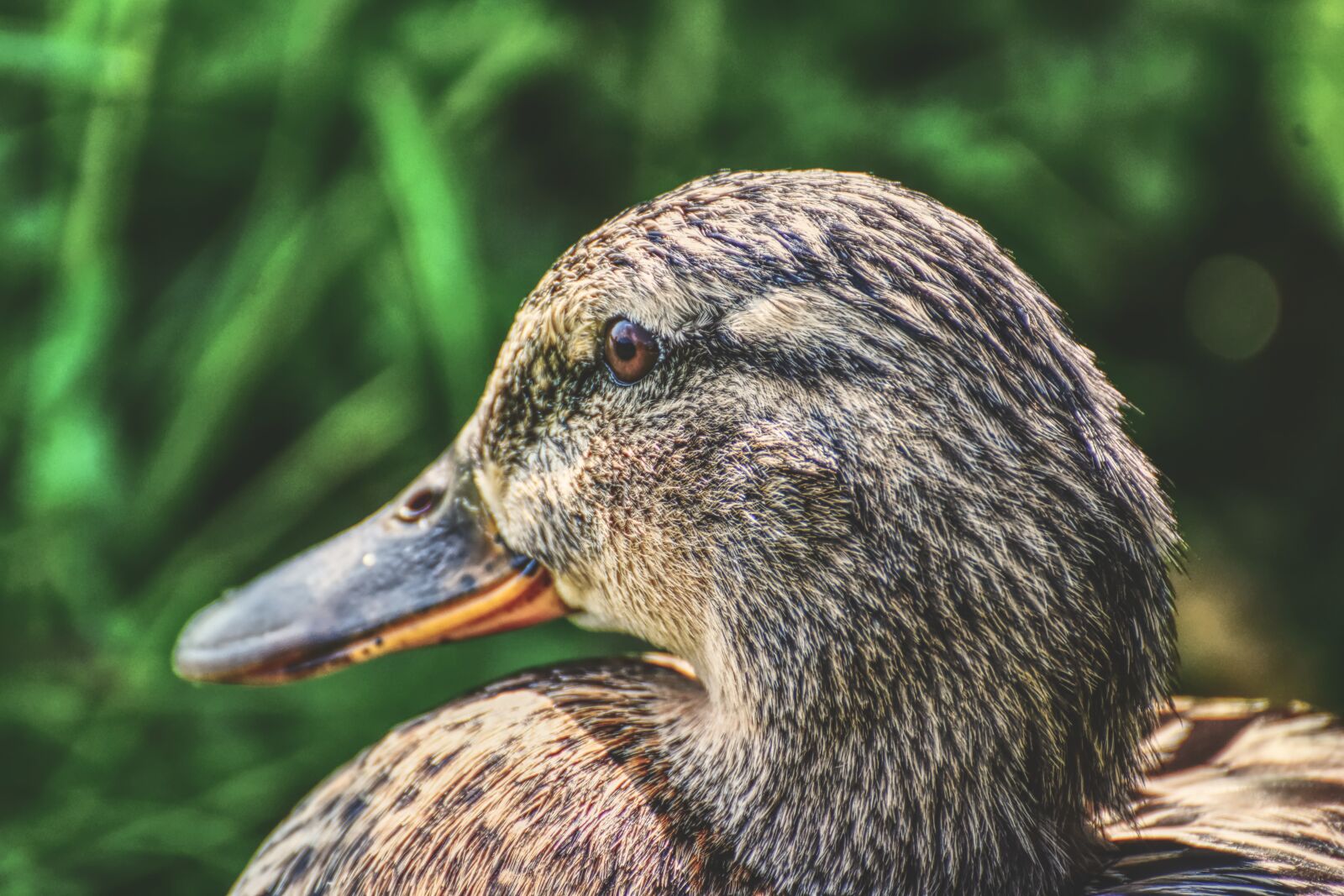 Nikon D7200 sample photo. Mallard, cute, nature photography