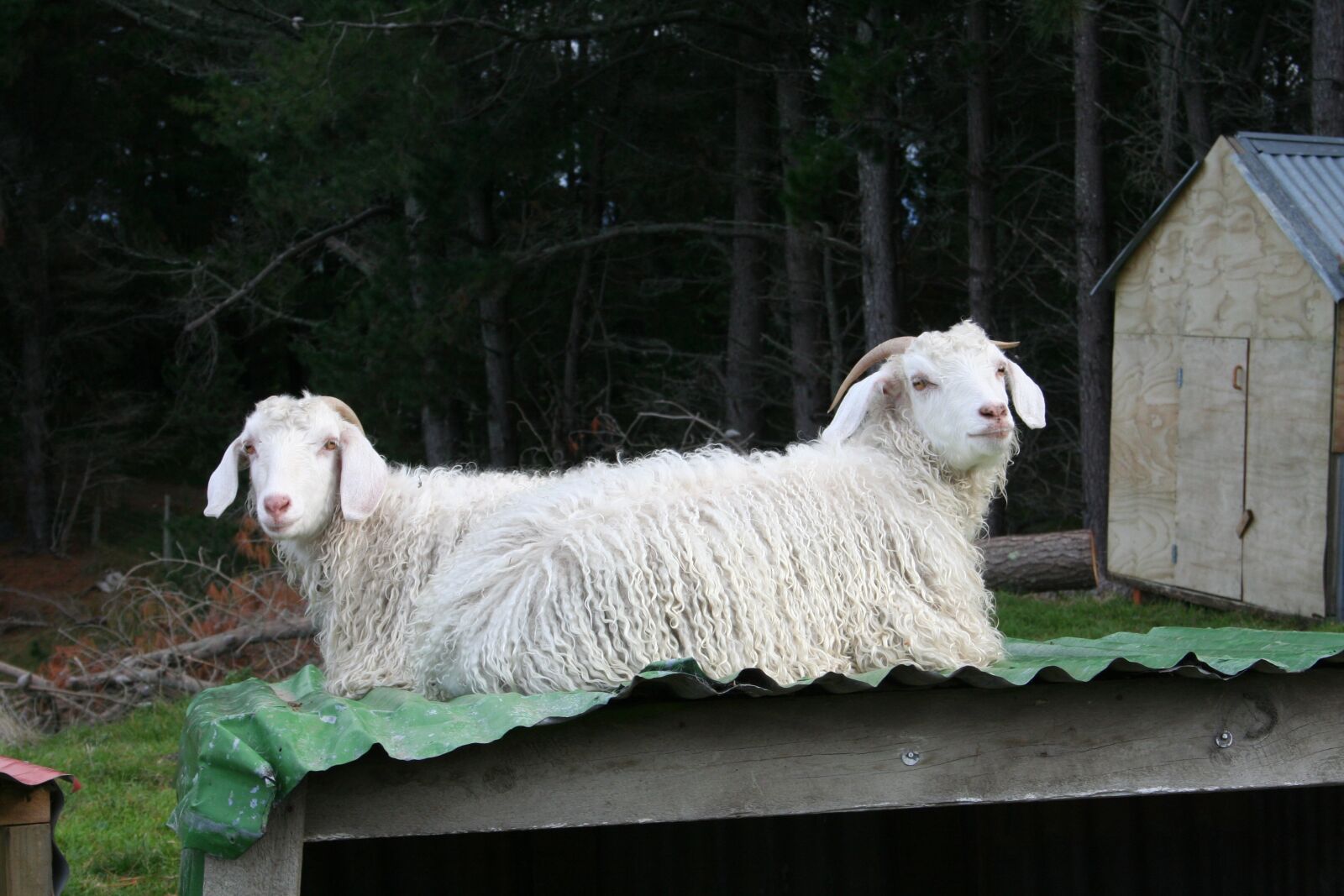 Canon EOS 350D (EOS Digital Rebel XT / EOS Kiss Digital N) sample photo. Goat, funny, angora photography