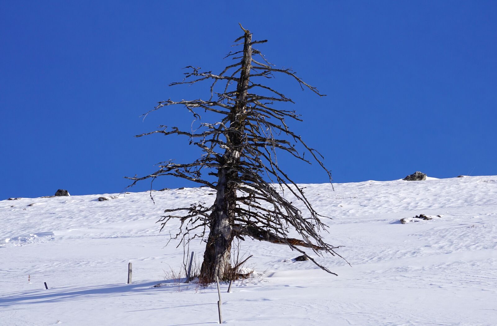Sony DT 55-300mm F4.5-5.6 SAM sample photo. Snow, winter, cold photography