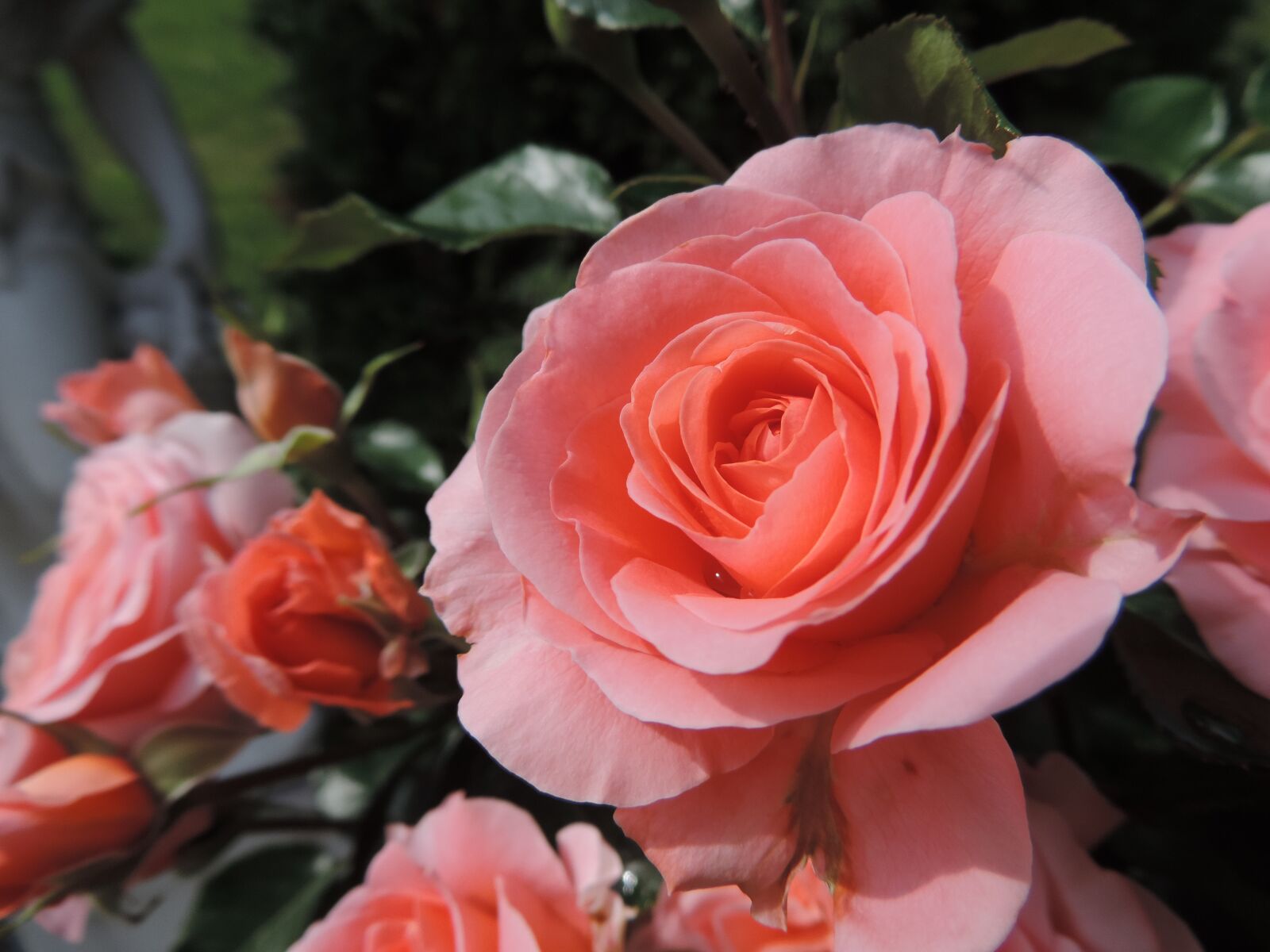 Nikon Coolpix P520 sample photo. Rose, rose bloom, flower photography