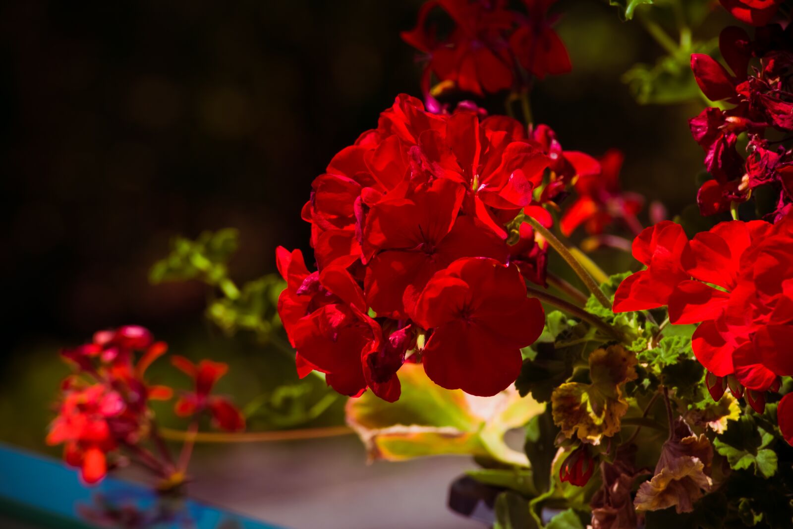 Nikon D3300 sample photo. Red, flower, garden photography