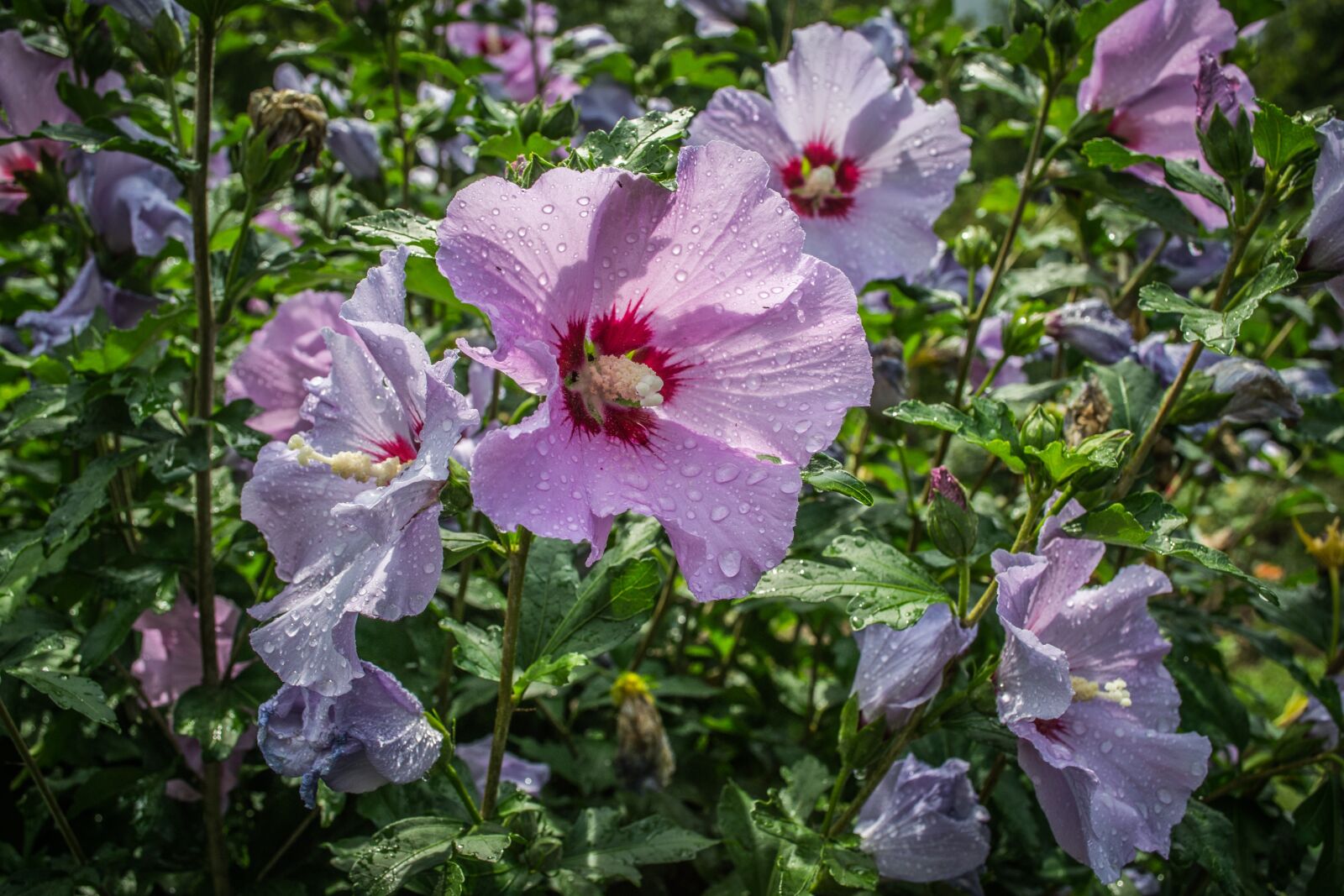 Nikon D3100 sample photo. Flowers, water drops, flower photography