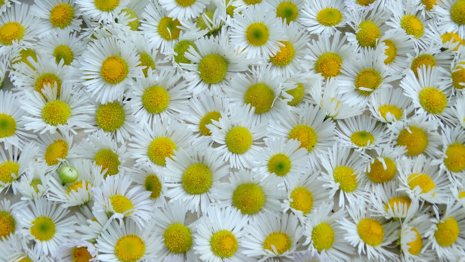 Sony Cyber-shot DSC-HX300 sample photo. Flower, white, daisy photography