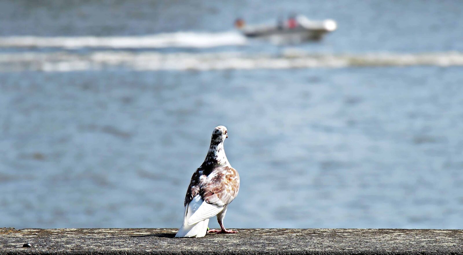 Canon EOS 100D (EOS Rebel SL1 / EOS Kiss X7) sample photo. Animal, water, beach, bird photography