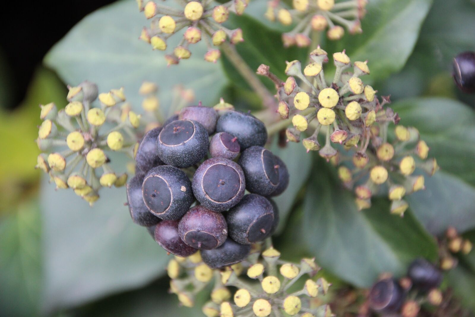 Canon EOS 600D (Rebel EOS T3i / EOS Kiss X5) sample photo. Ivy, umbel, fruit photography