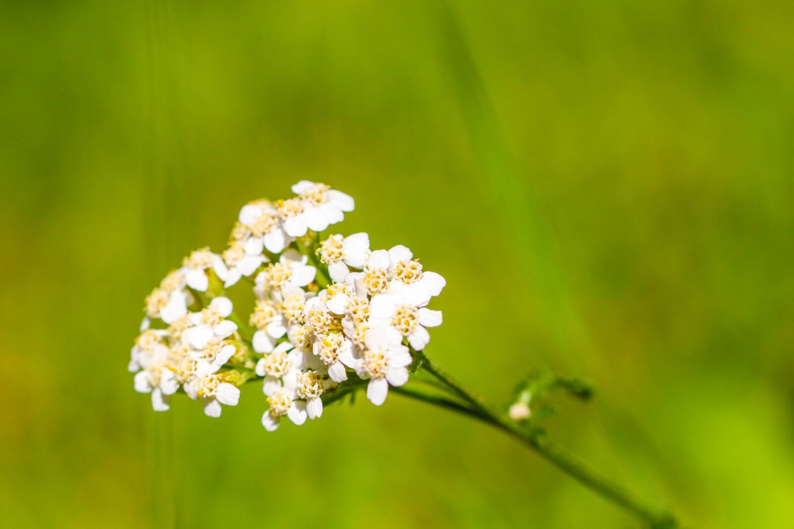 Canon EOS 7D Mark II sample photo. Wildflower, white, nature photography