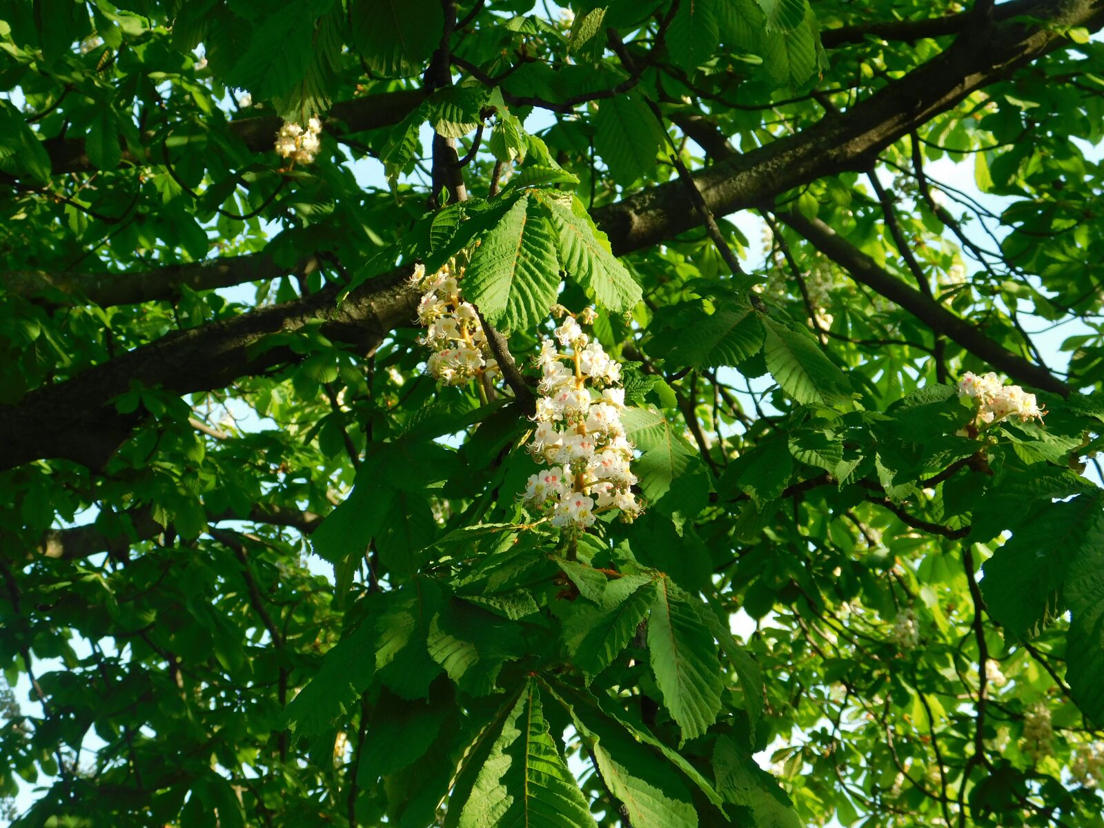 Nikon Coolpix B500 sample photo. Trees, flower, spring photography