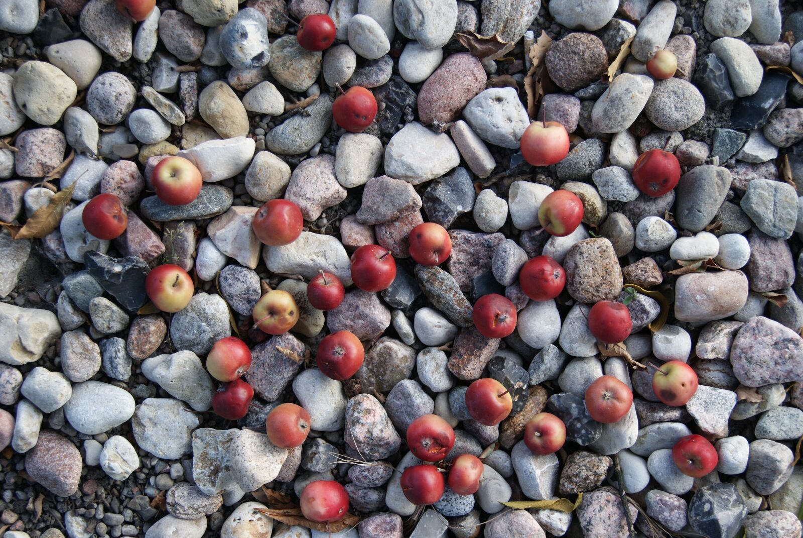 Sony Alpha DSLR-A230 sample photo. Apples, the stones, nature photography