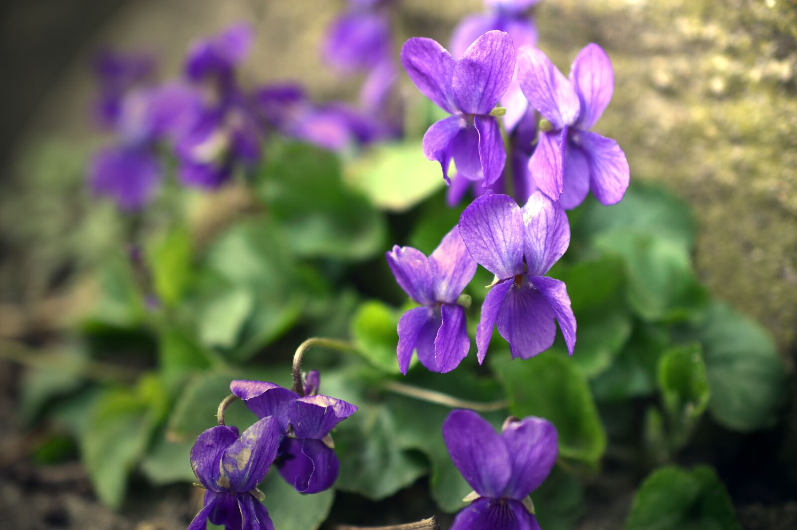 Nikon D3200 sample photo. Violet, viola, violaceae photography