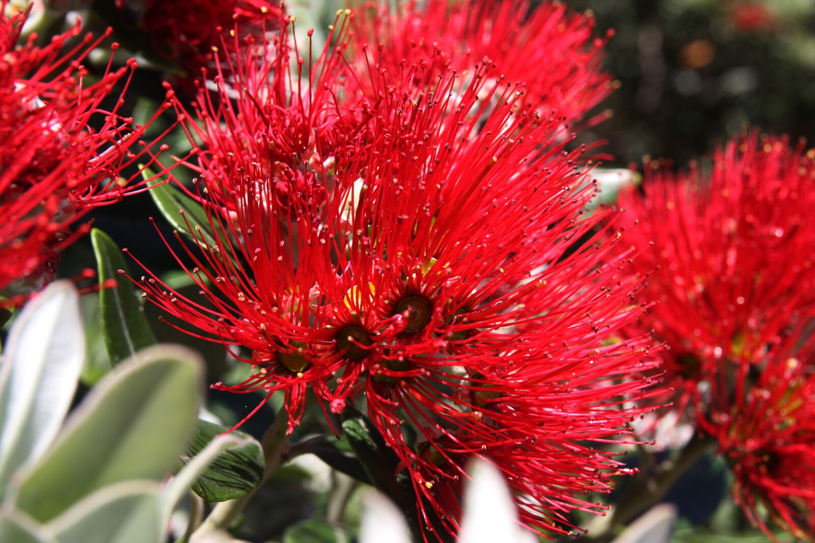 Canon EOS 40D sample photo. Flower, plant, nature photography