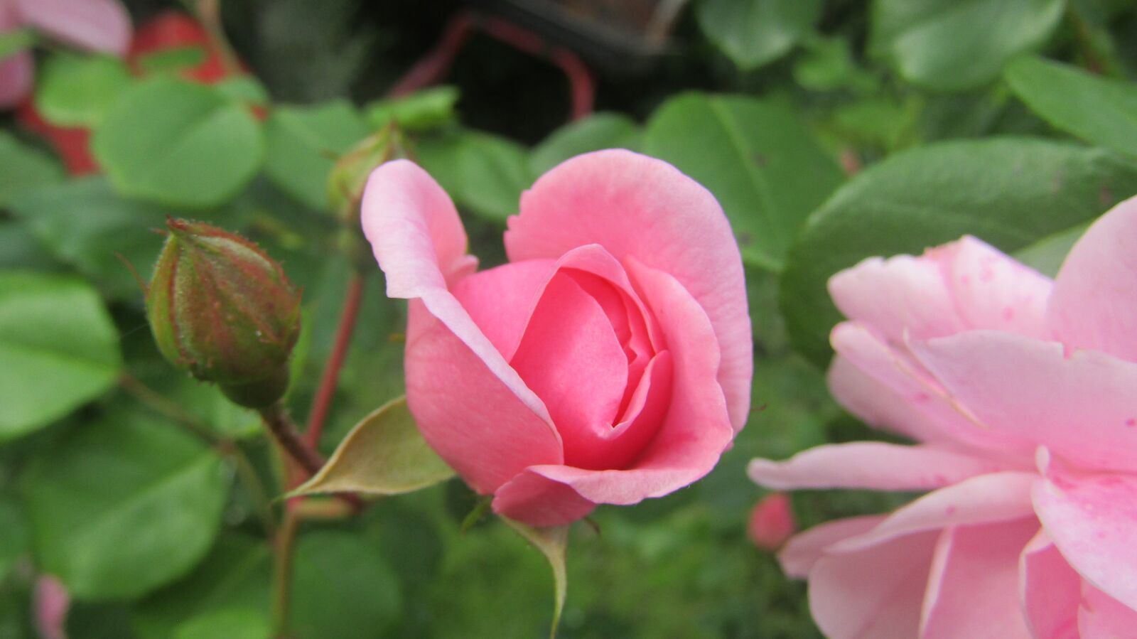 Canon POWERSHOT SX432 IS sample photo. Flower, garden, nature photography