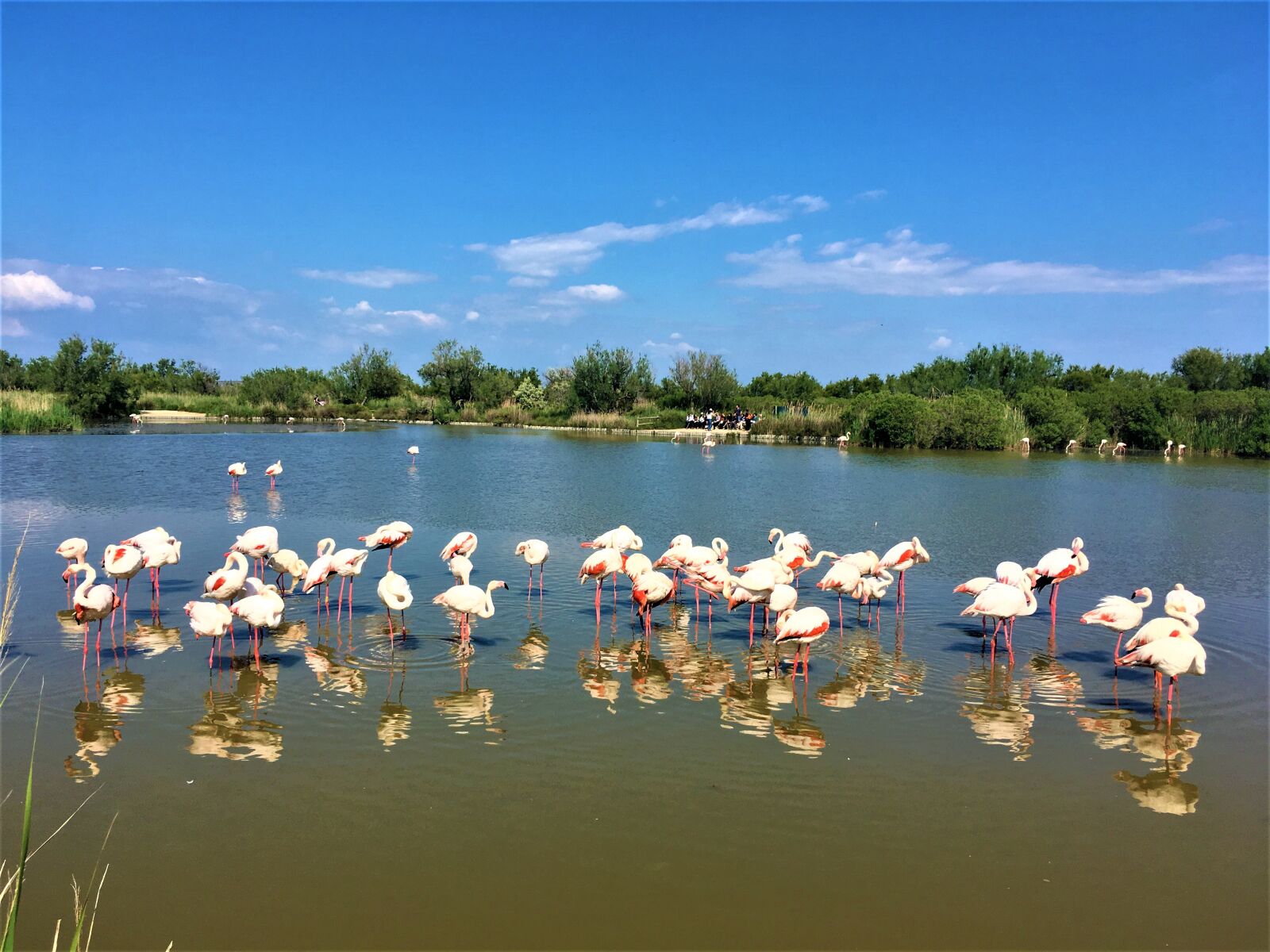 iPhone SE back camera 4.15mm f/2.2 sample photo. Montpellier, france, ornithology park photography