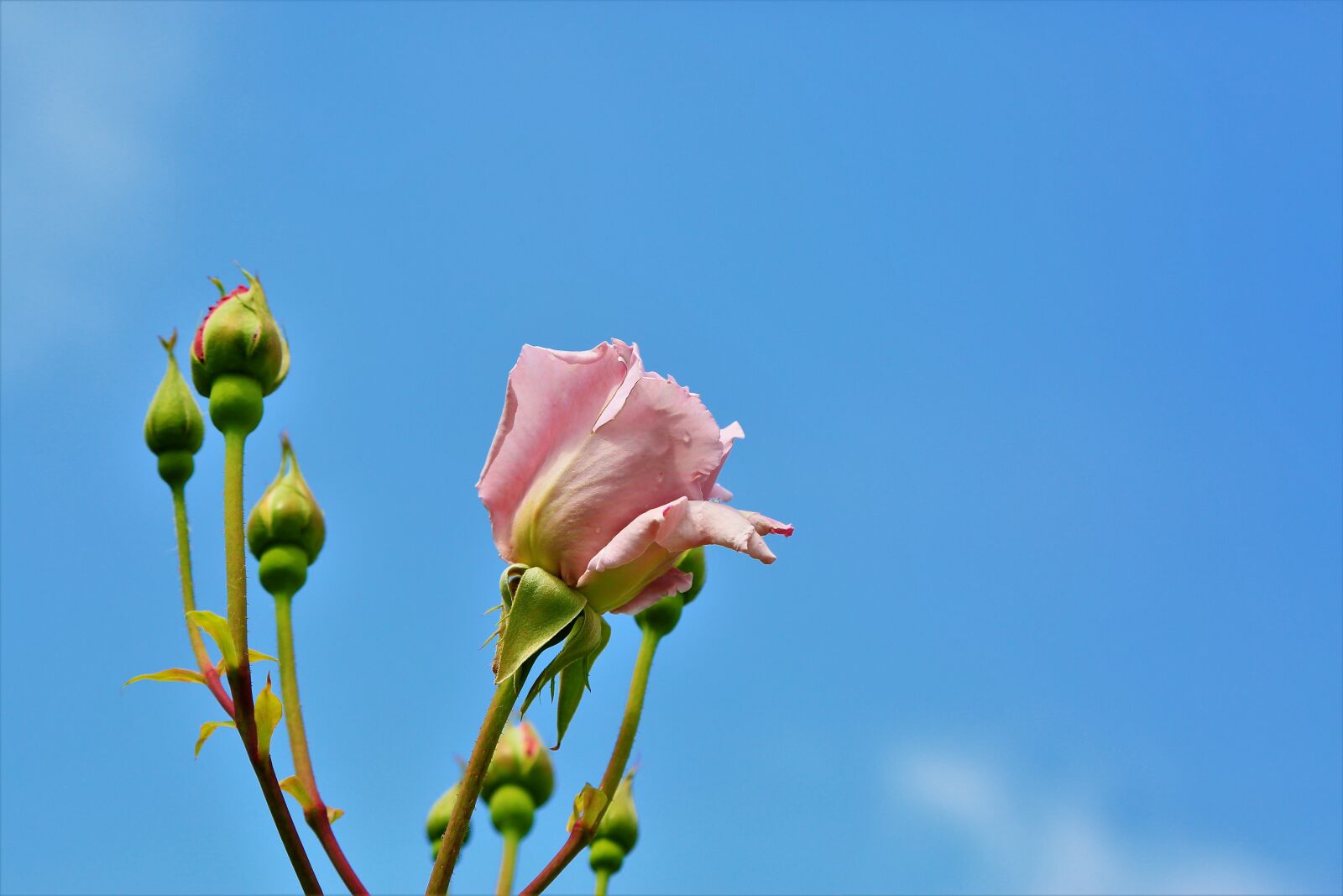 Canon EF 24-105mm F4L IS USM sample photo. Rose, flower, spring photography