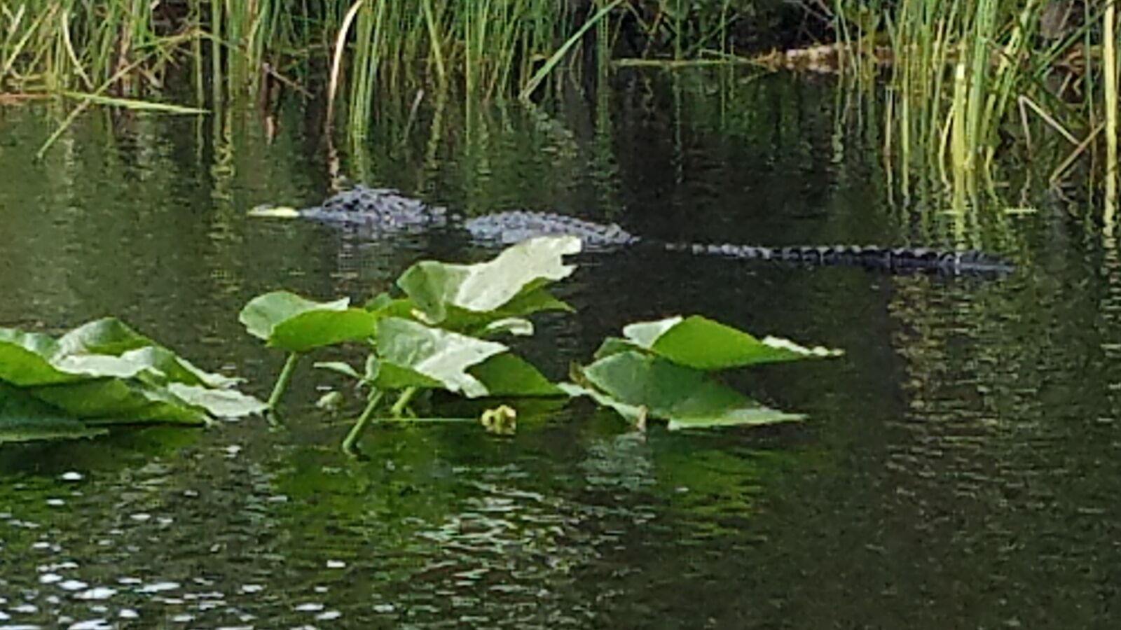 Samsung Galaxy S7 Edge sample photo. Crocodile, crocodile on a photography