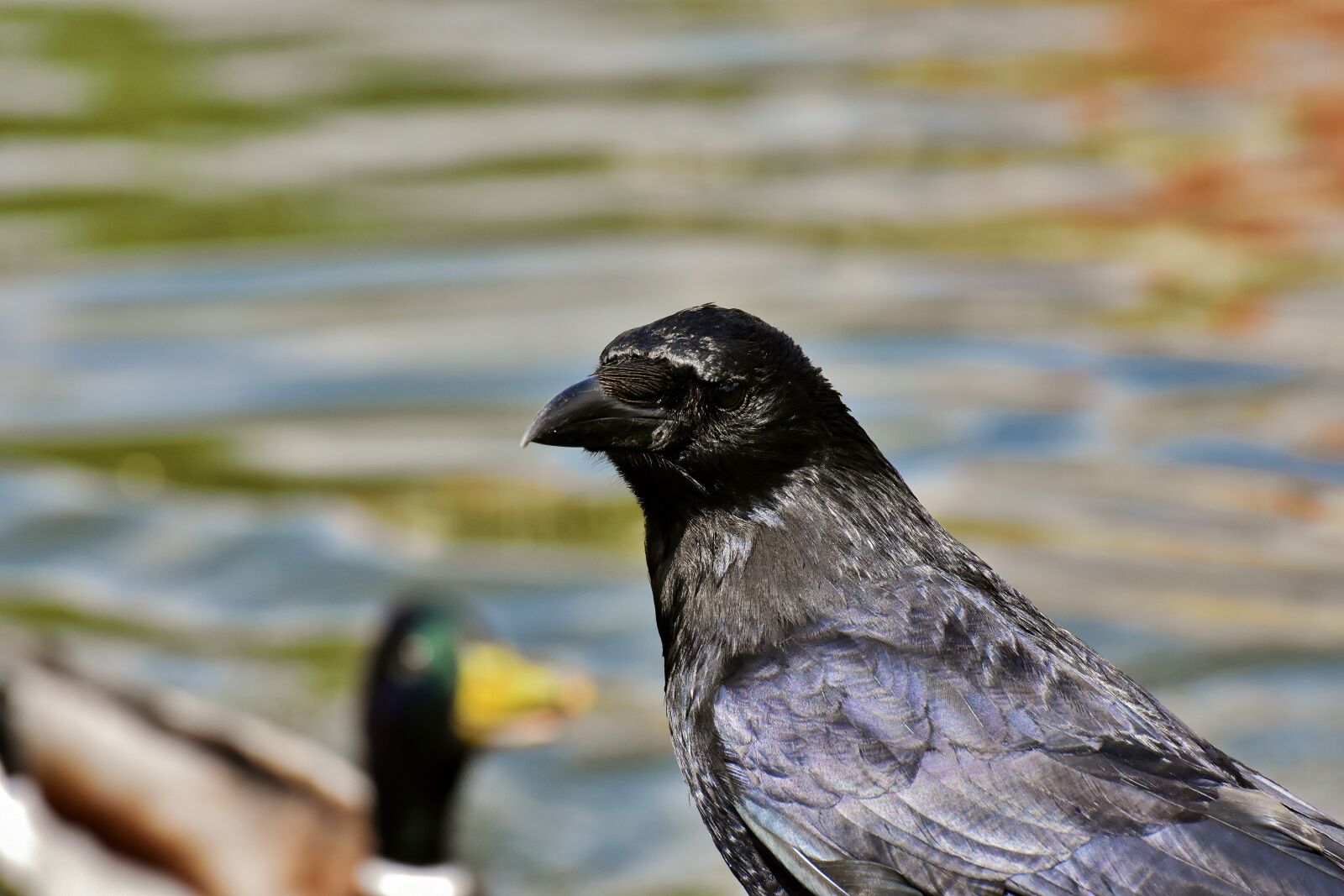 Nikon D7200 sample photo. Crow, raven bird, raven photography