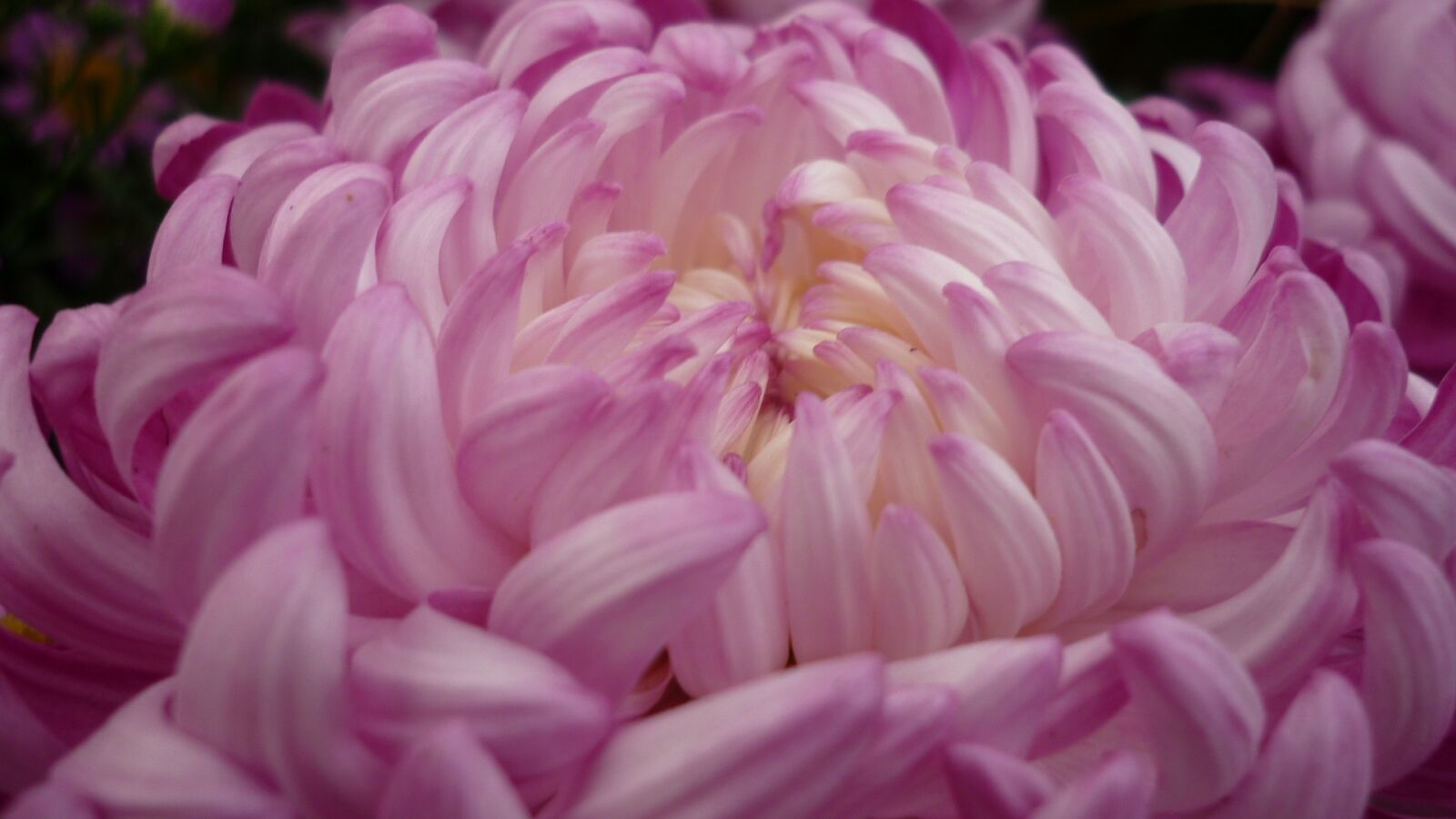 Panasonic Lumix DMC-FS6 sample photo. Chrysanthemum, flower, blossom photography