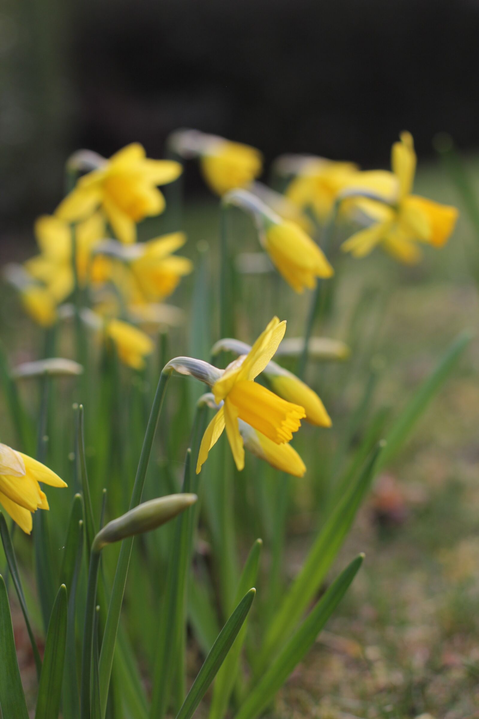 Canon EOS 60D + Canon EF 50mm F1.4 USM sample photo. Daffodil, spring, flower photography
