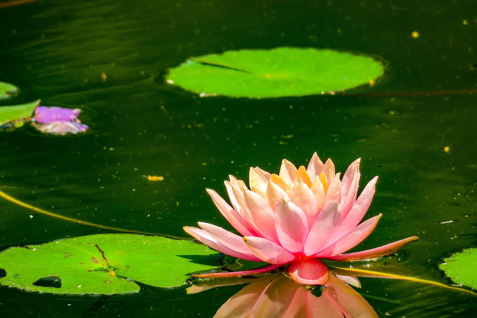 Canon PowerShot G3 X sample photo. Pond, lotus, aquatic plants photography