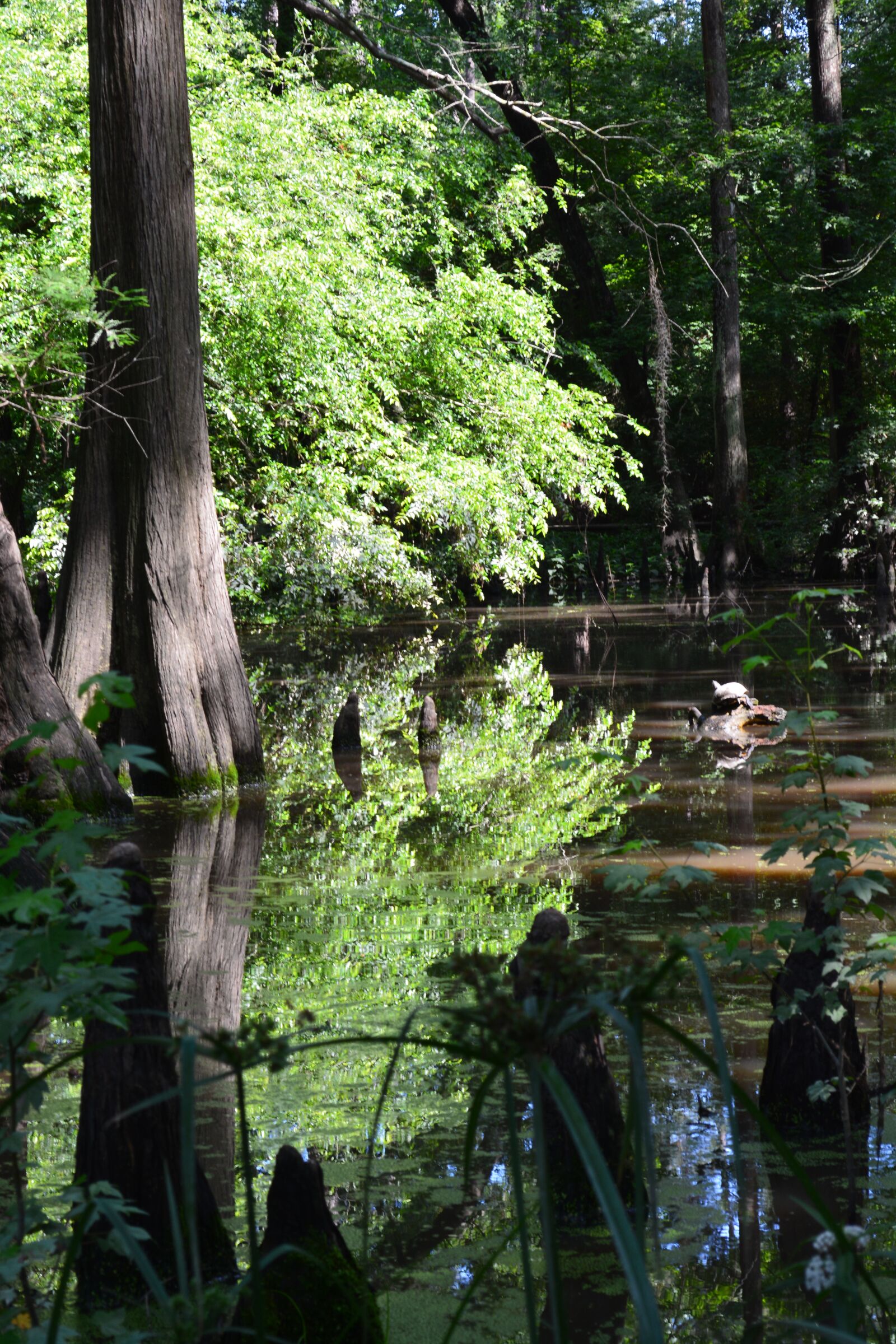 Nikon D5200 sample photo. Cypress, trees, nature photography