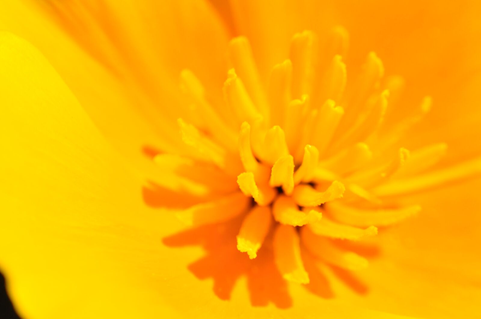 Nikon D90 sample photo. California poppy, orange, yellow photography