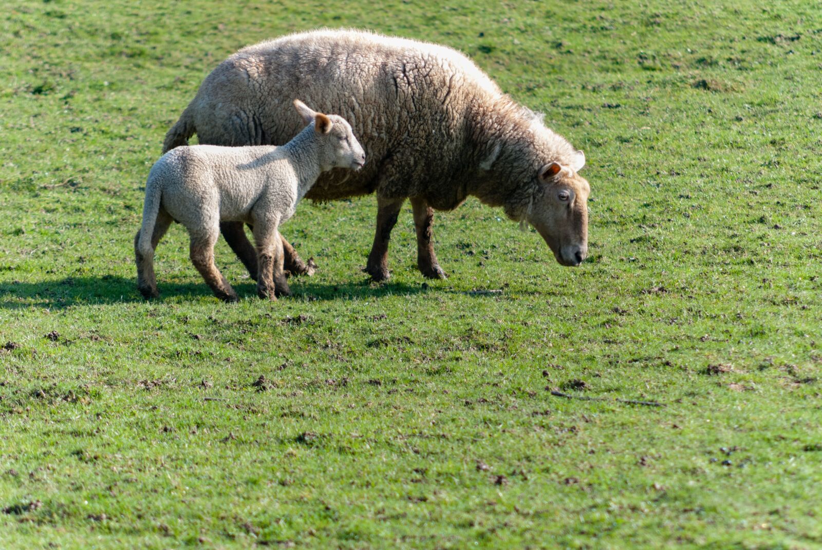 Nikon D80 sample photo. Sheep, livestock, prairie photography