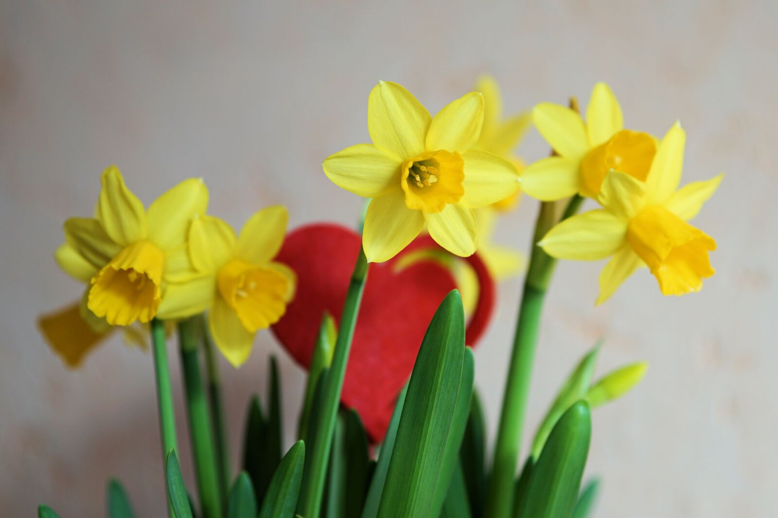 Sony a6000 + E 60mm F2.8 sample photo. Flowers, yellow flower, nature photography