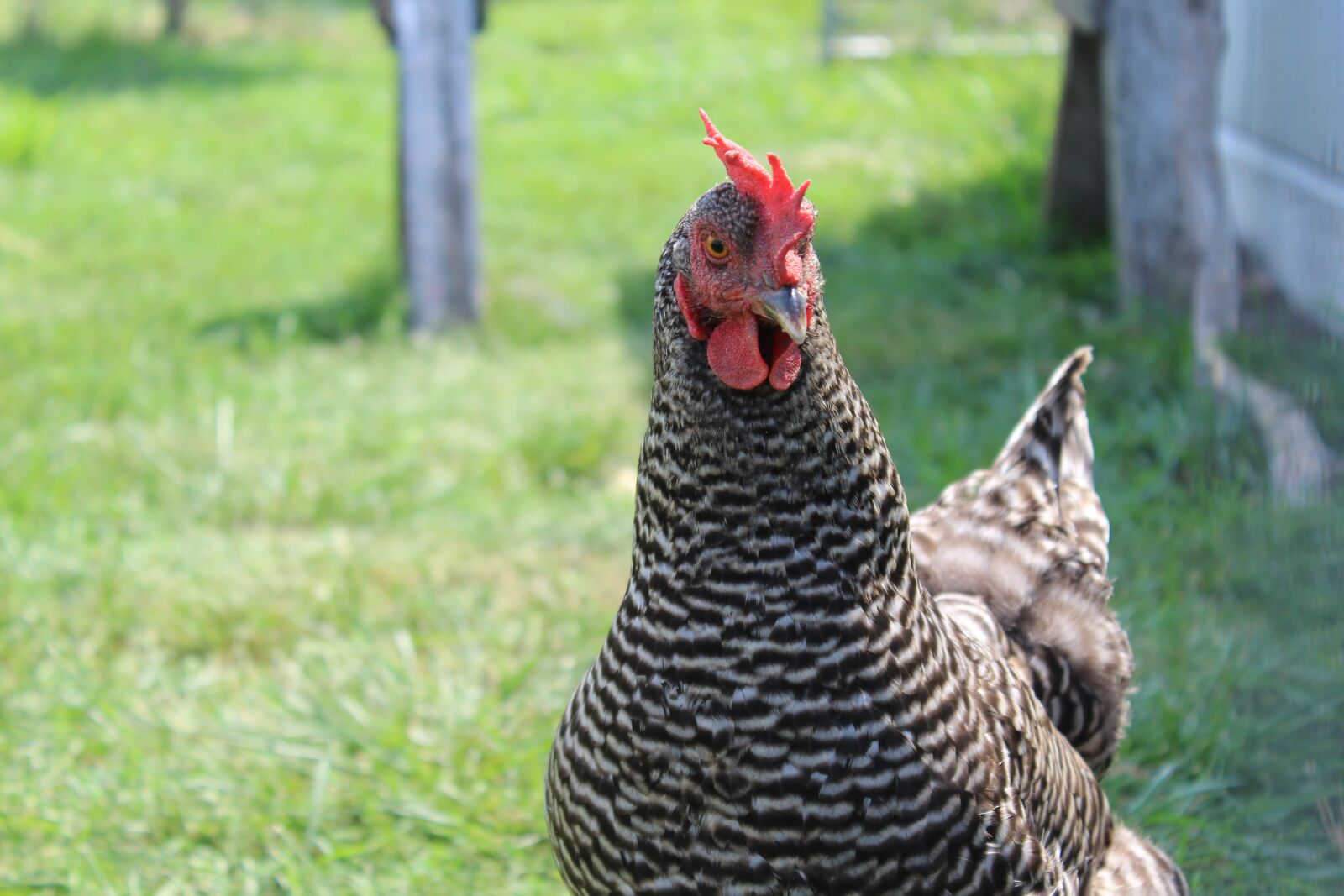 Canon EOS 1200D (EOS Rebel T5 / EOS Kiss X70 / EOS Hi) sample photo. Bird, nature, poultry photography