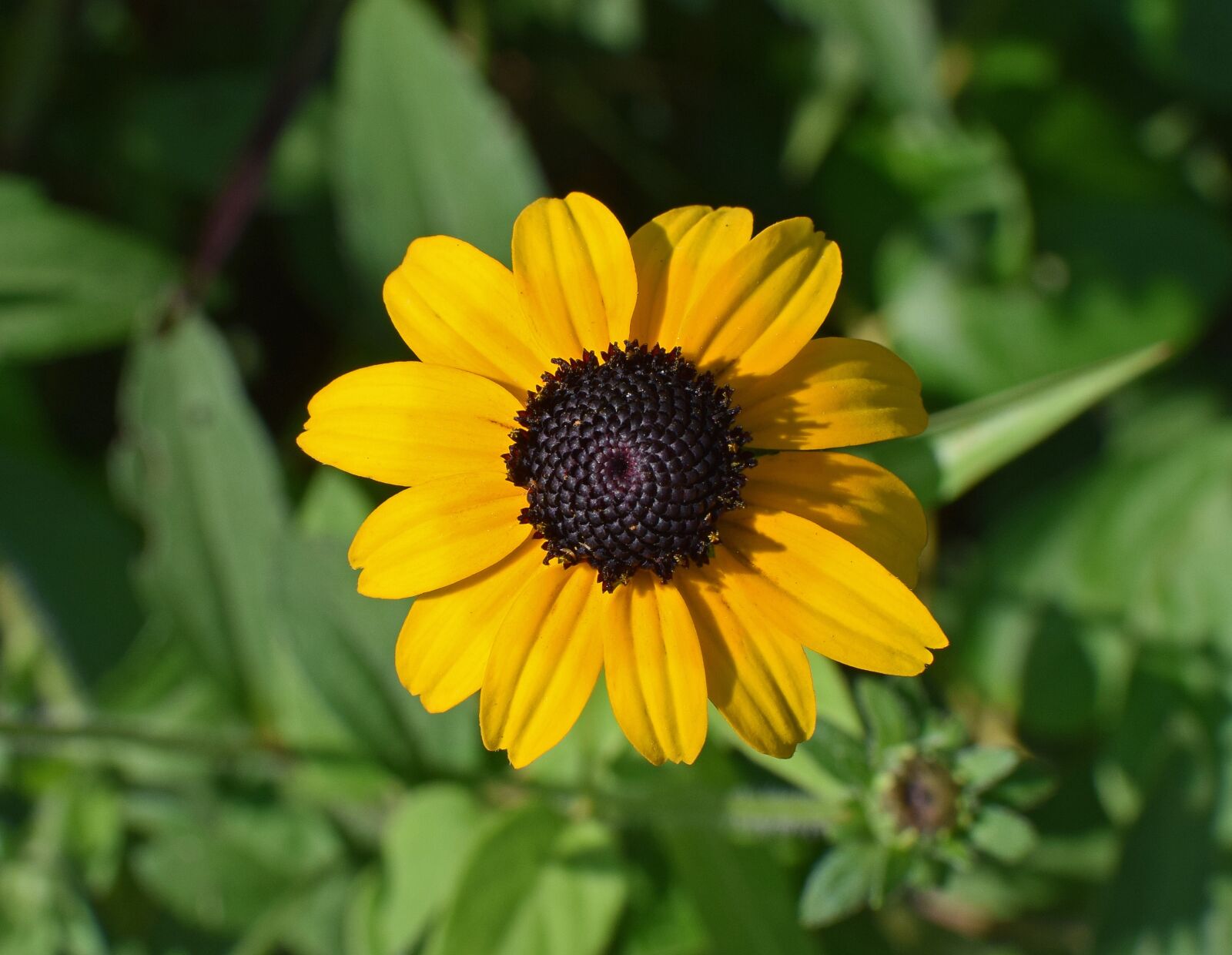 Nikon D3300 sample photo. Wild black-eyed susan, wildflower photography