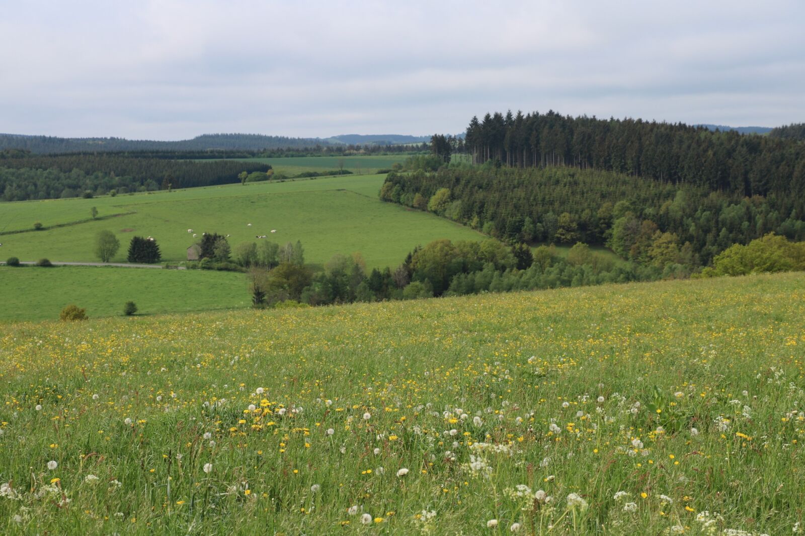Canon EOS 760D (EOS Rebel T6s / EOS 8000D) sample photo. Grass, pasture, meadow photography