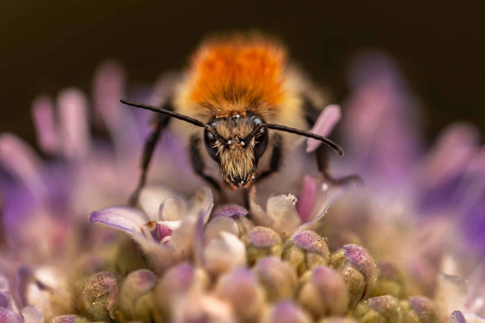 Canon EF 100mm F2.8L Macro IS USM sample photo. Bee, nature, honey photography