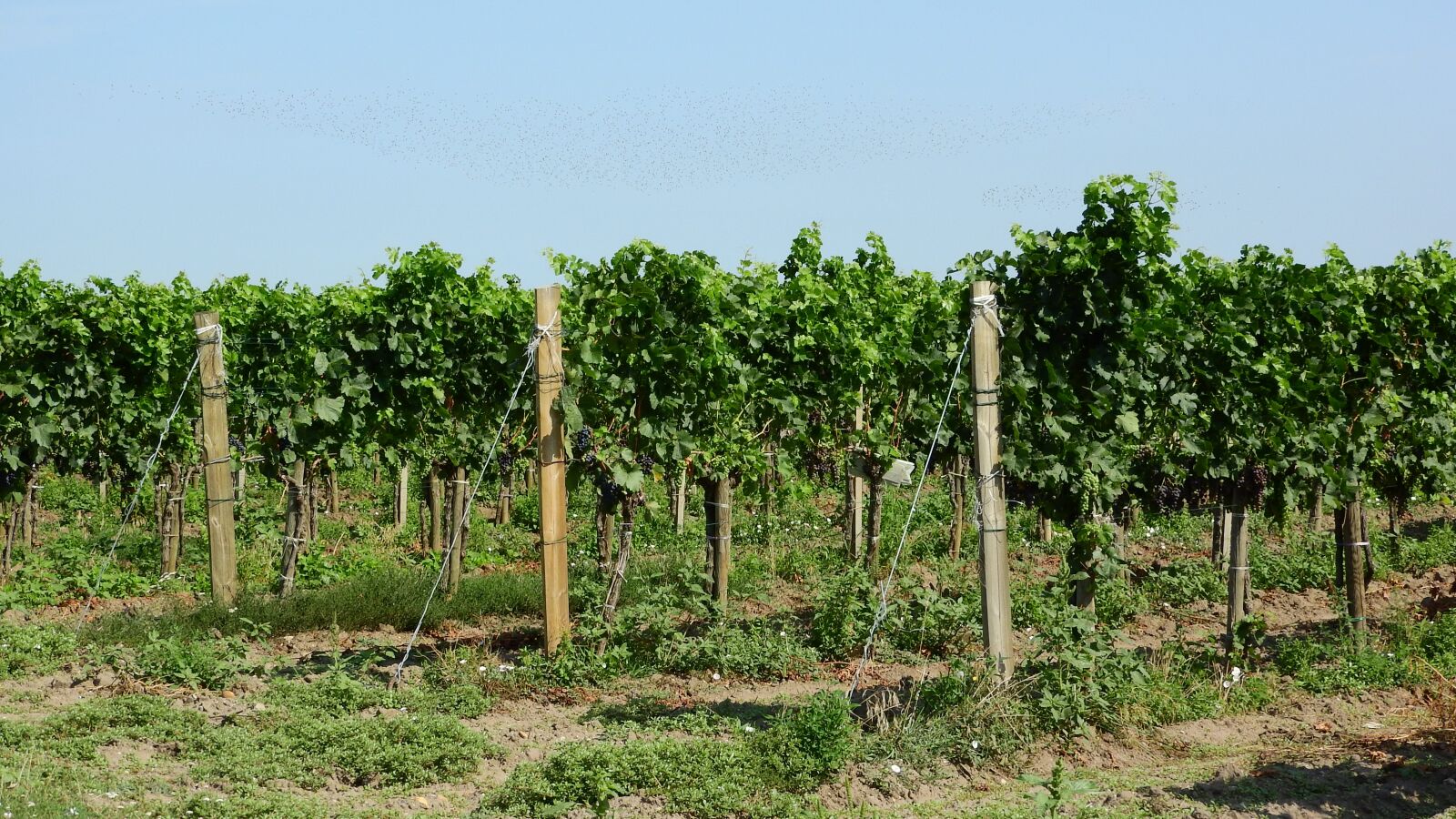 Nikon Coolpix P610 sample photo. Vineyard, grapevine, viticulture photography